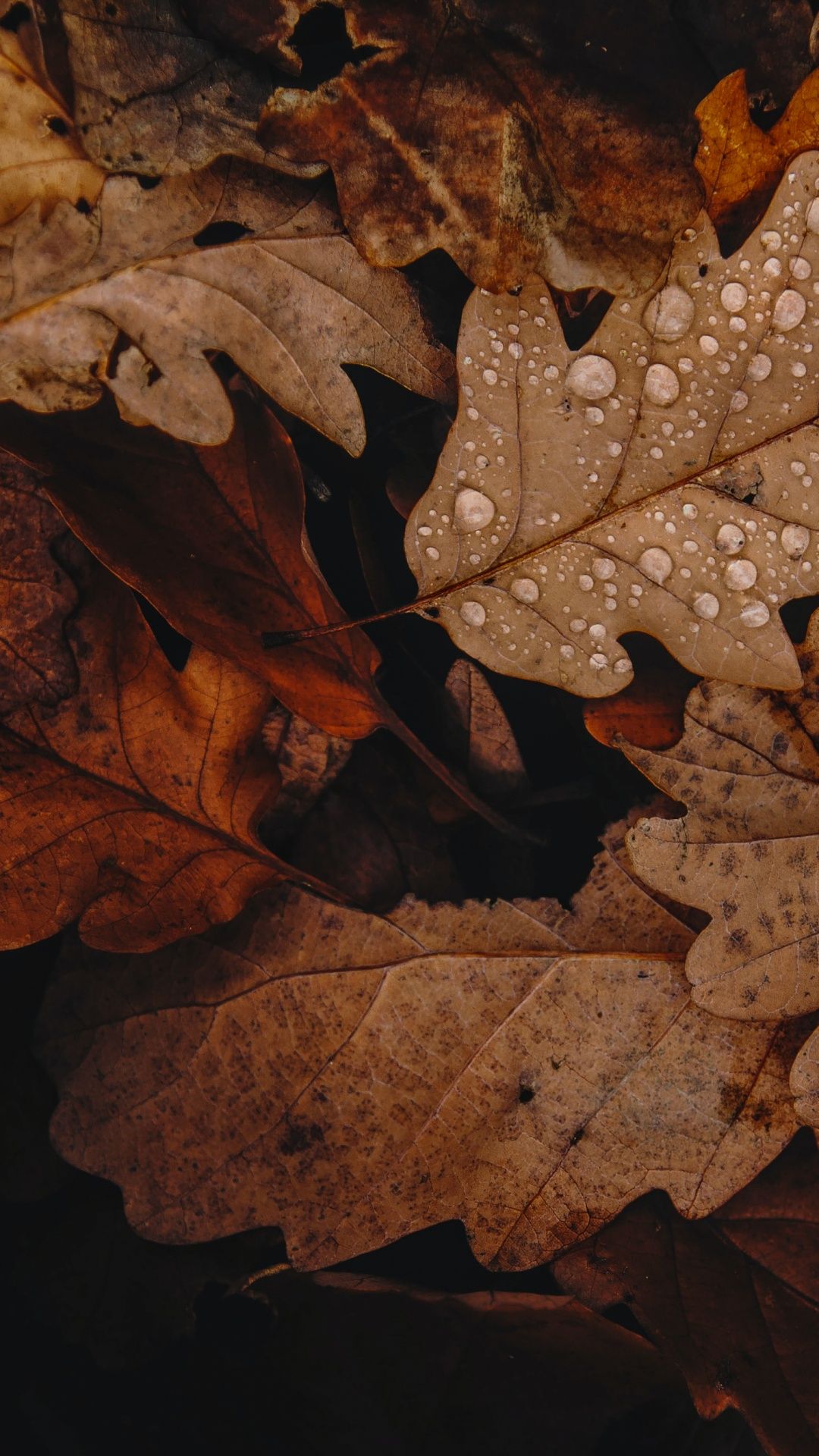 Eichenblätter, Wassertropfen, Braun, Dunkel, Nahaufnahme, Full HD, Handy-Hintergrundbild