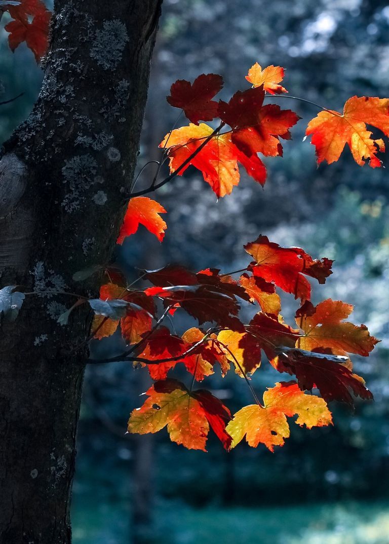 Ahornzweig, Rote Blätter, Baumstamm, Bokeh, Dunkel, HD, Hintergrundbild fürs Tablet