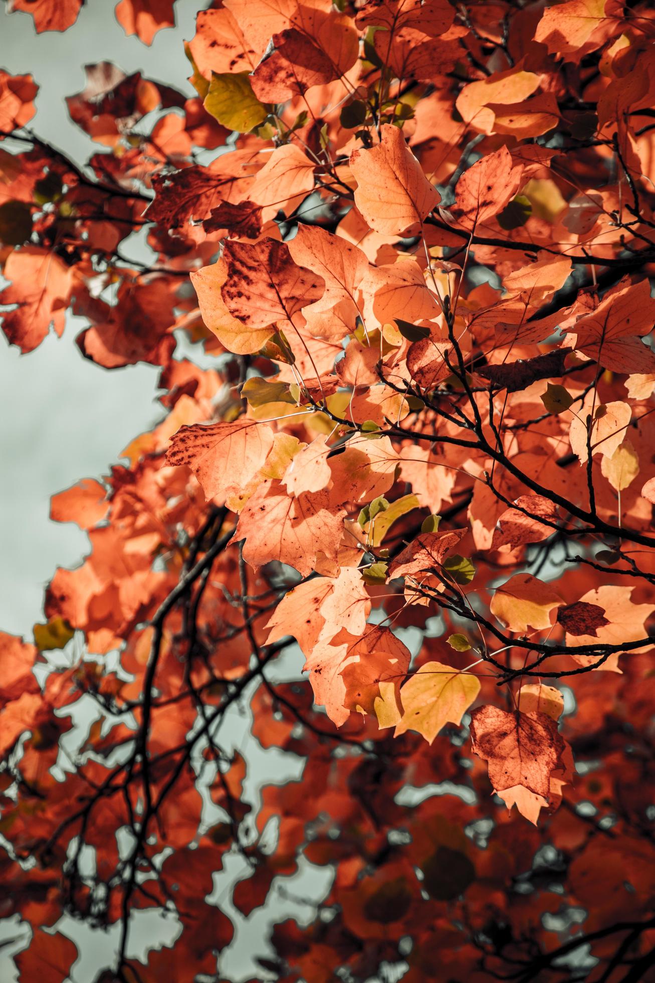 Herbstblätter, Zweige, Orange, Himmel, Baumkrone, Full HD, Hintergrundbild fürs Tablet