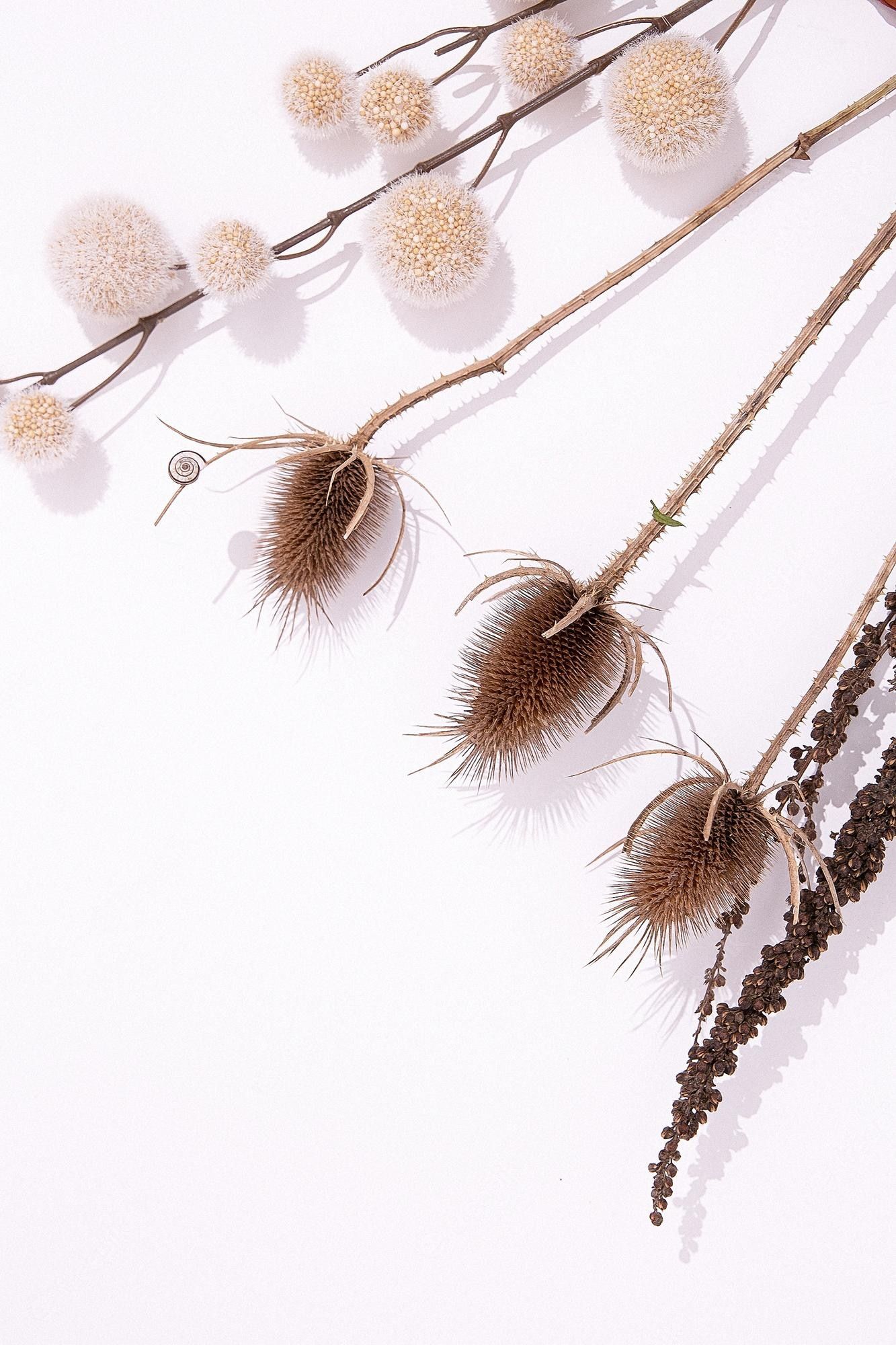 Trockenblumen, Disteln, Weißer Hintergrund, Minimalistisch, Boho, Sperrbildschirm fürs iPhone