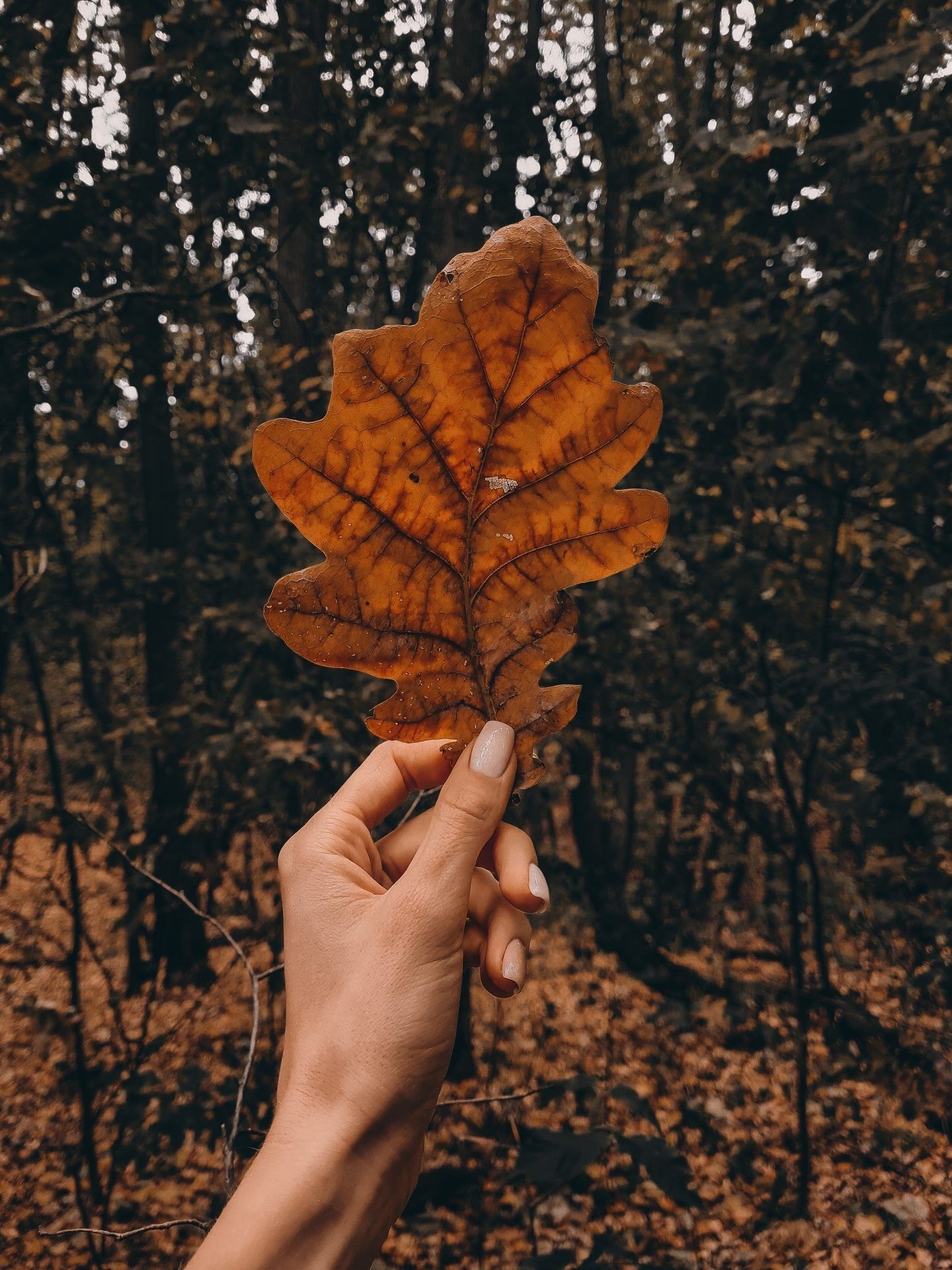 Ahornblatt, Hand, Wald, Dunkel, Braun, QHD+, iPad-Hintergrundbild