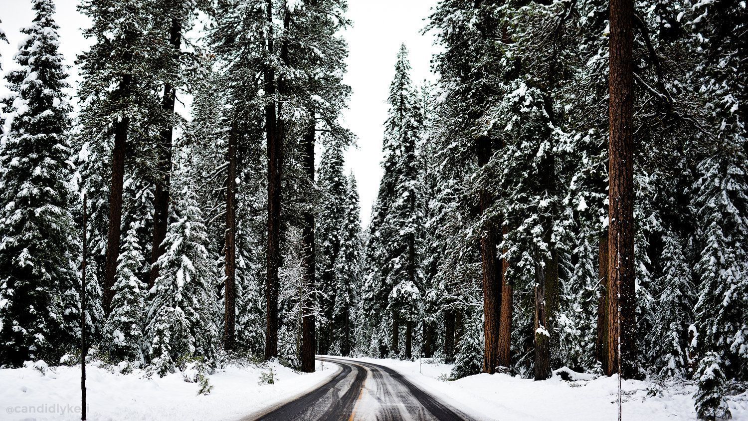 Waldstraße, Hohe Tannen, Schnee, Kurve, HD, Hintergrund für den Desktop