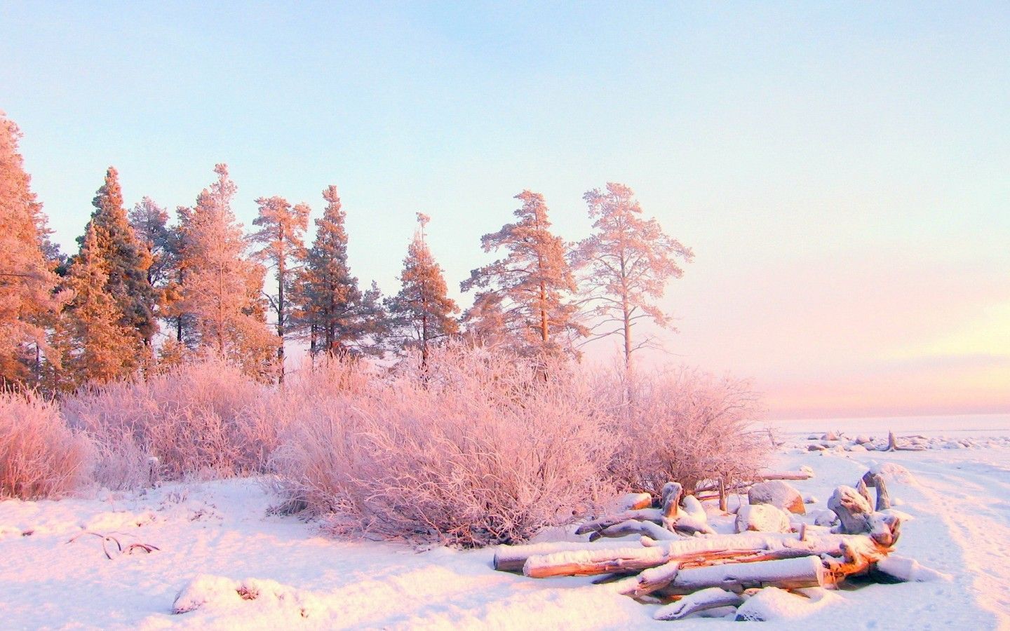 Kiefern, Rosa Licht, Sonnenaufgang, Schnee, Pastell, 16:10, HD-Hintergrundbild für den Desktop