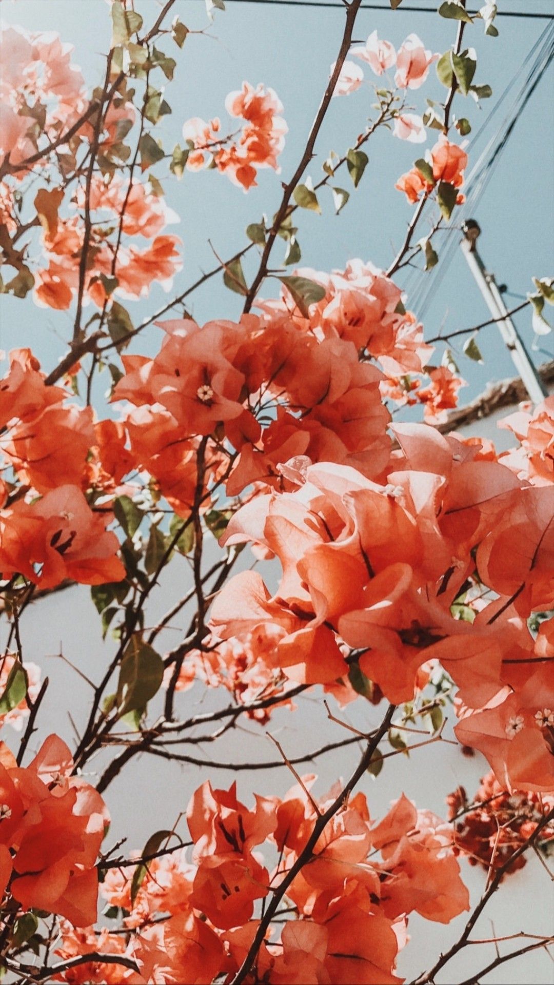 Bougainvillea, Orange Blüten, Blauer Himmel, Blühender Strauch, 1080x1920, Handy-Hintergrund