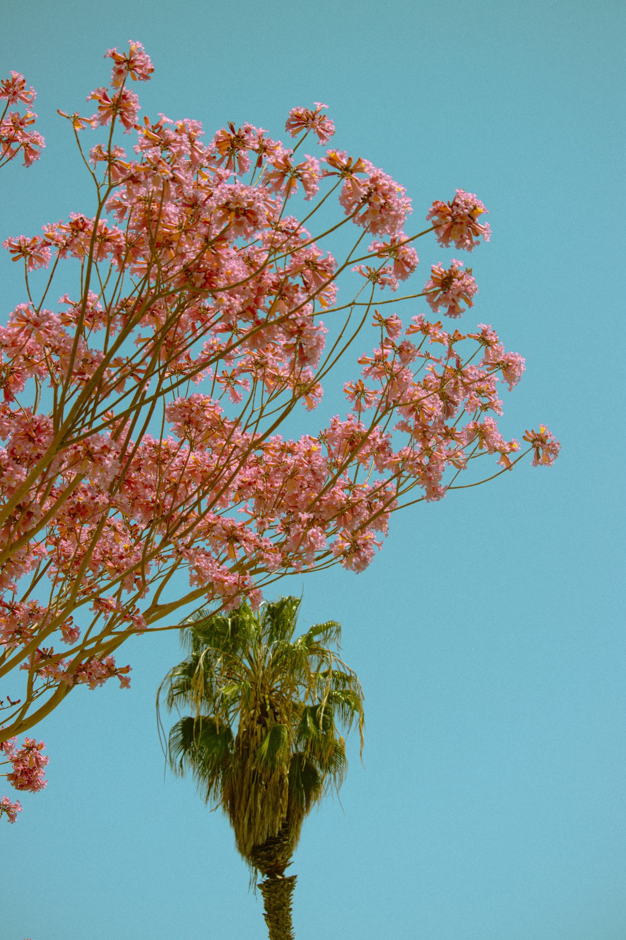 Blühender Baum, Palme, Blauer Himmel, Froschperspektive, QHD+, Handy-Hintergrundbild