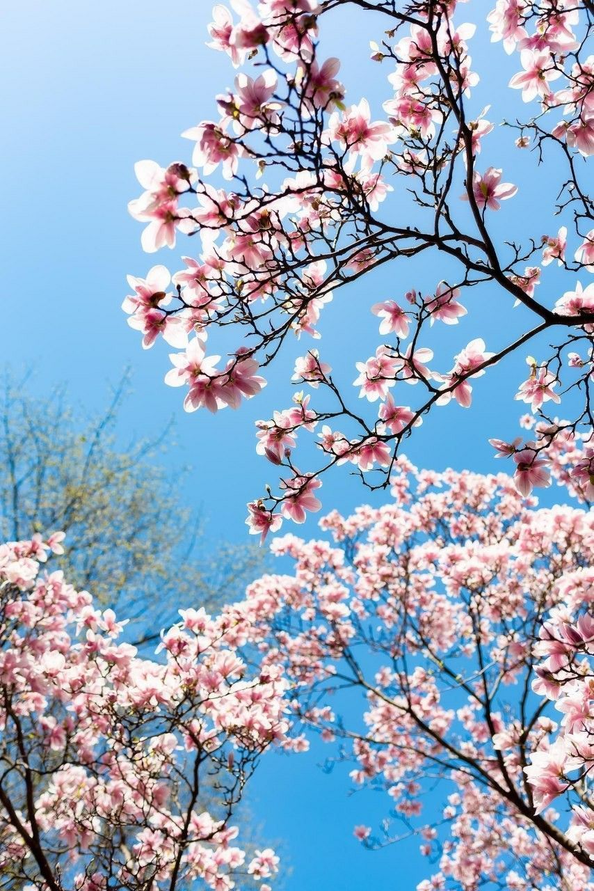 Kirschblüte, Blauer Himmel, Froschperspektive, Blühender Baum, Frühlingstag, Tablet-Hintergrund