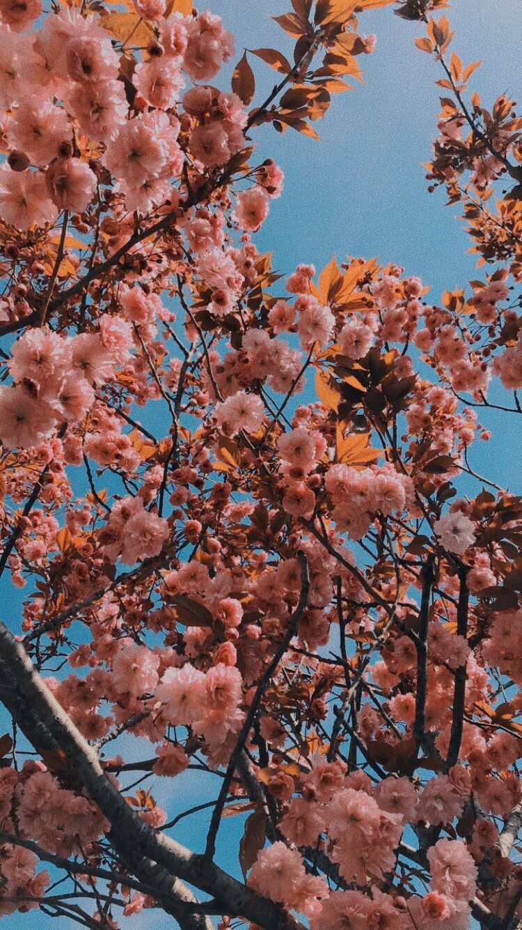 Blühender Baum, Rosa Blüten, Äste, Blauer Himmel, Ästhetik, HD, Handy-Hintergrundbild