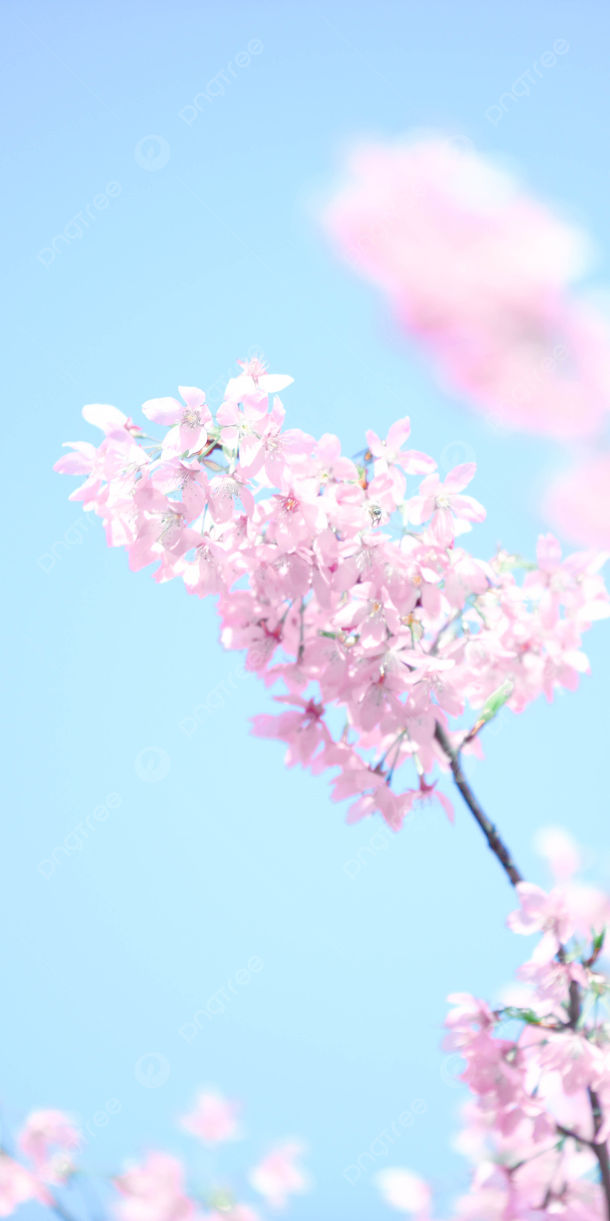 Kirschblüte, Hellblauer Himmel, Rosa Blüten, Minimalistisch, Zweig, Full HD, iPhone-Hintergrundbild
