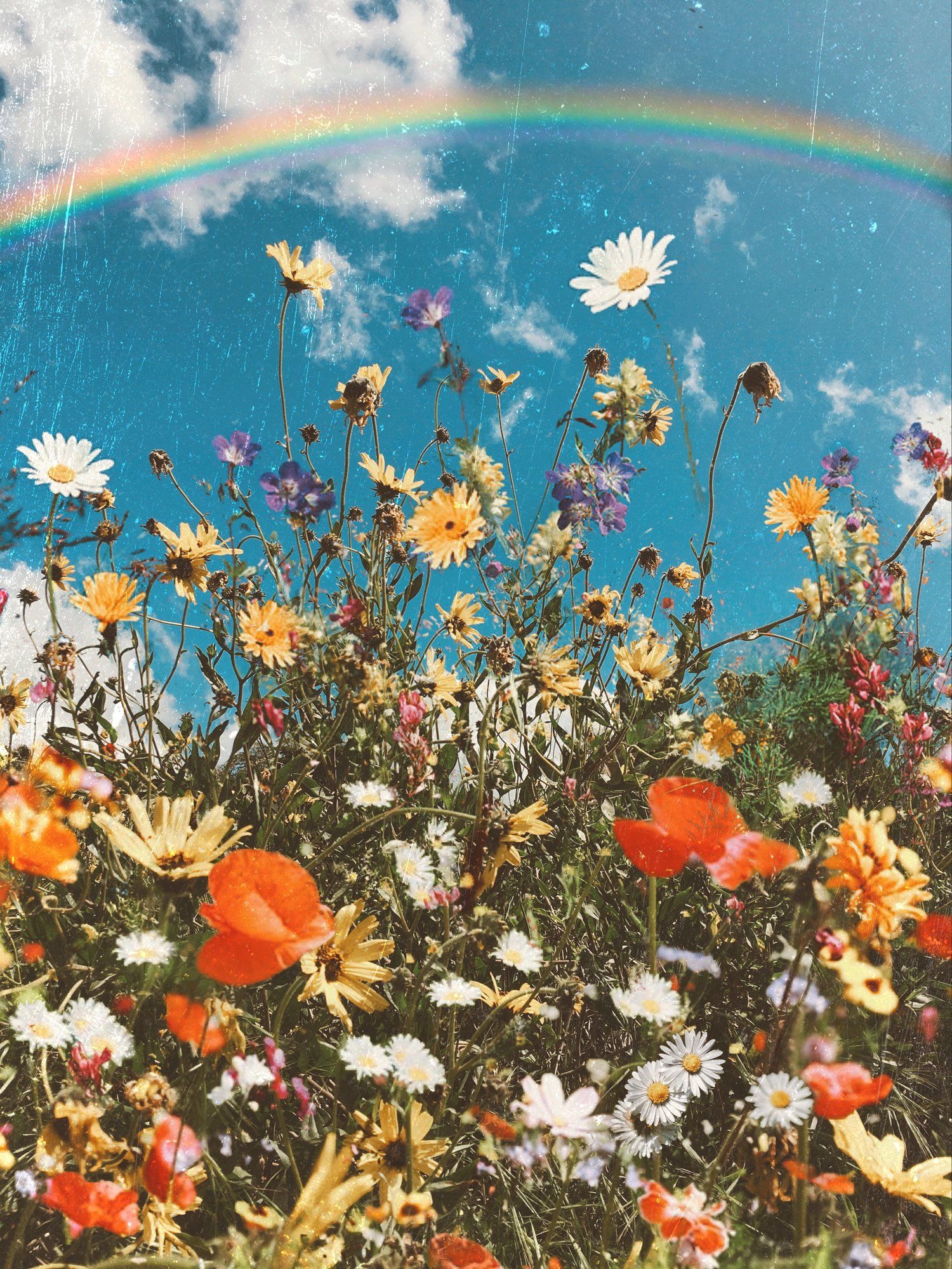 Wildblumen, Blumenwiese, Regenbogen, Gänseblümchen, Sommerlich, QHD+, iPad-Hintergrundbild