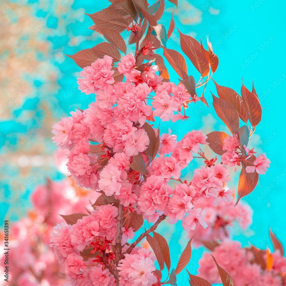 Rosa Blüten, Türkiser Himmel, Kräftige Farben, Blühender Zweig, Nahaufnahme, iPad-Hintergrundbild