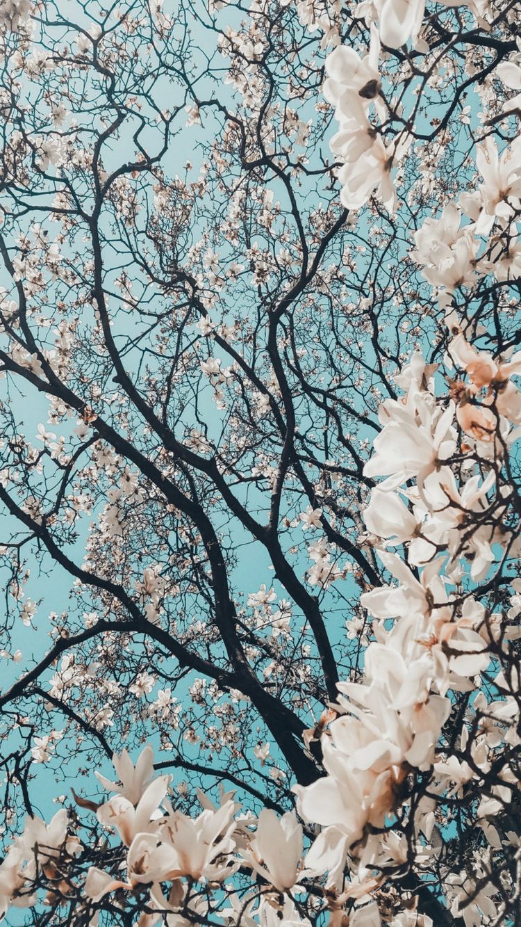 Kirschbaum, Äste, Weiße Blüten, Froschperspektive, Himmel, HD, Handy-Hintergrund