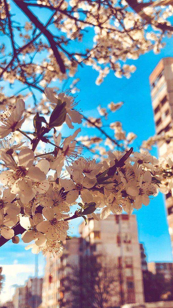 Kirschblüte, Gebäude, Blauer Himmel, Stadt, Froschperspektive, HD, iPhone-Hintergrundbild