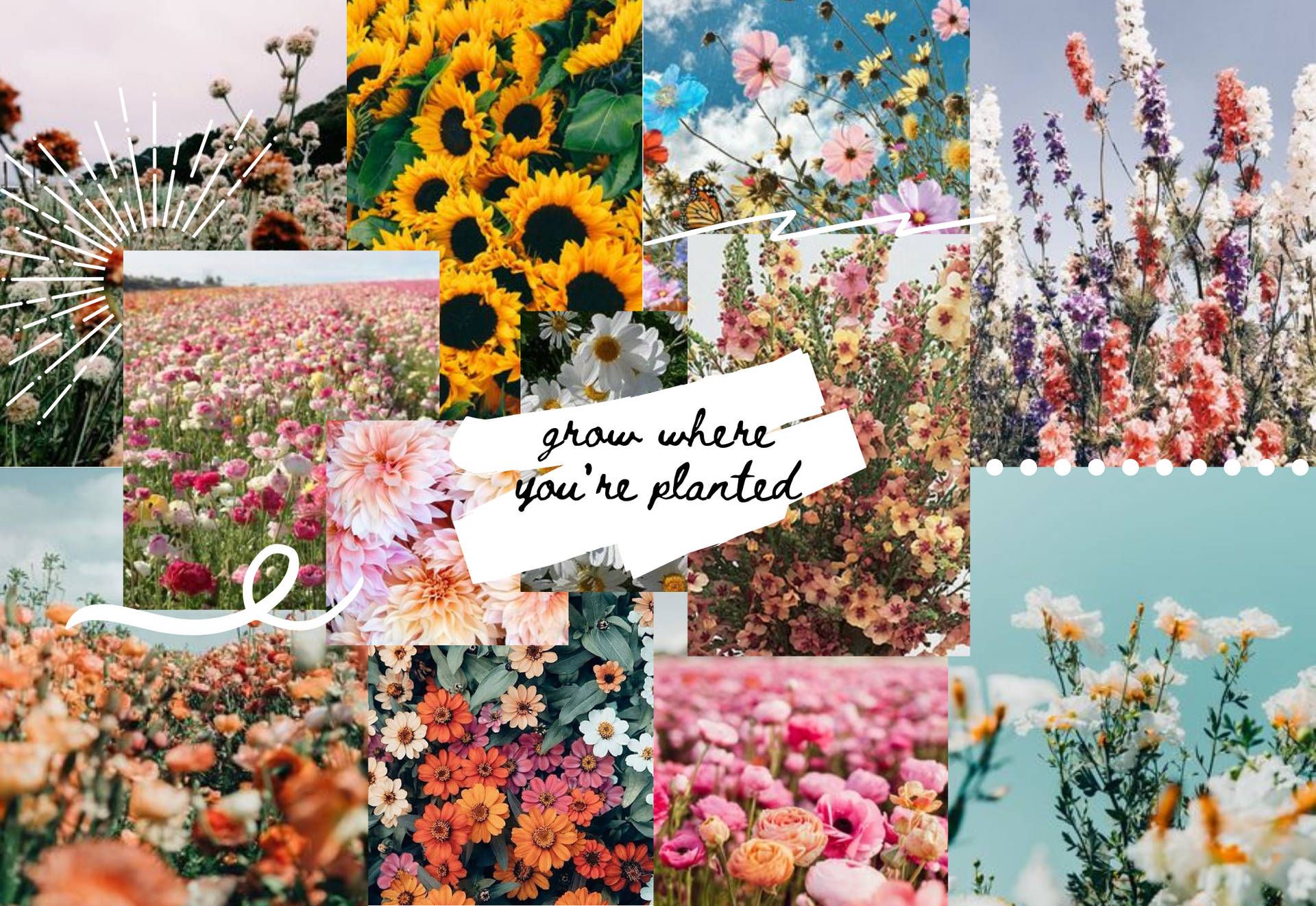 Collage, Sonnenblumen, Grow Where You're Planted, Blumenfeld, Lavendel, Ästhetik, Full-HD-Hintergrund