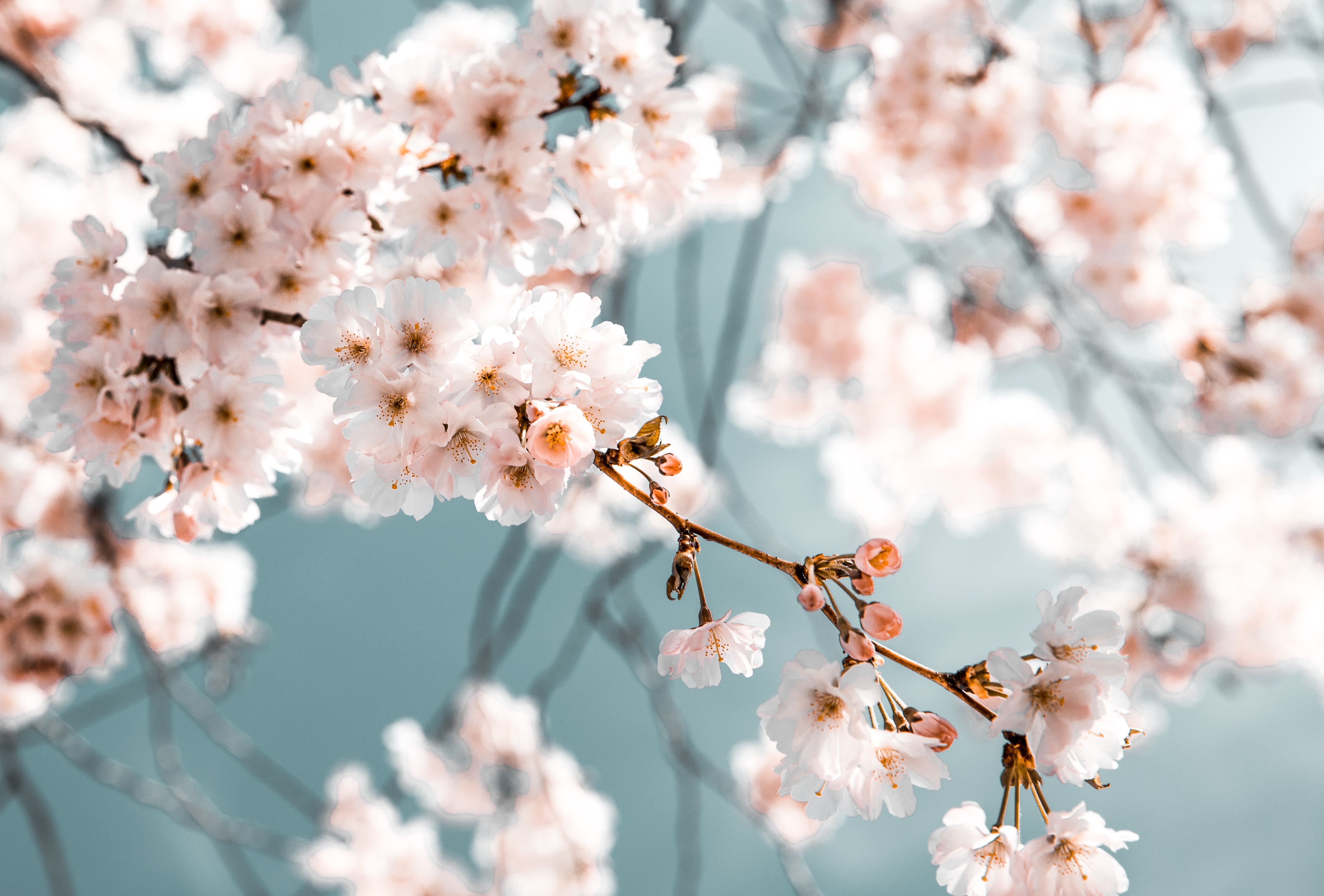 Kirschblüte, Zweig, Graublau, Nahaufnahme, Rosa Blüten, 4K, Hintergrundbild für den PC