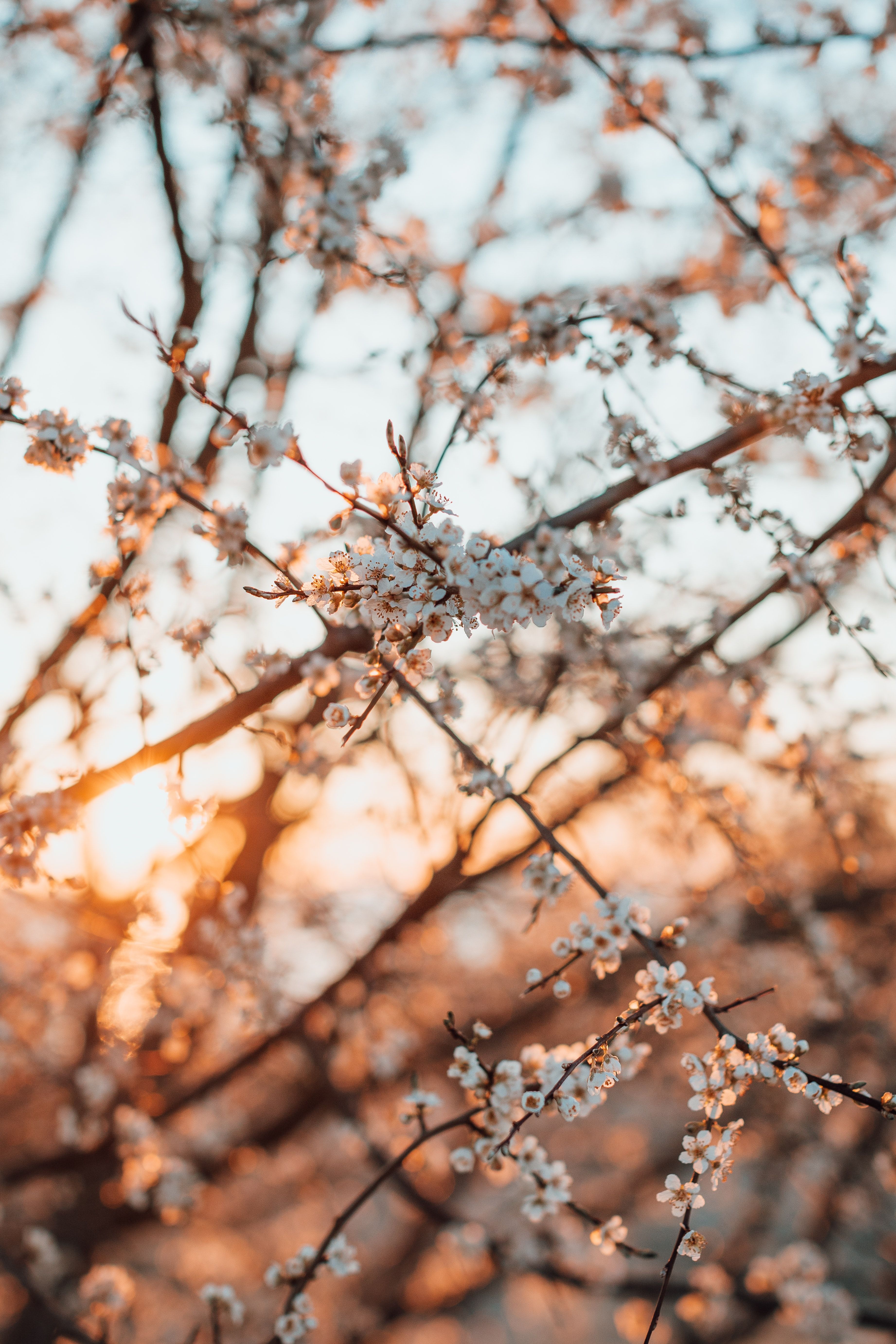 Blühende Zweige, Sonnenuntergang, Gegenlicht, Kirschblüte, Warmes Licht, QHD+, iPhone-Hintergrundbild