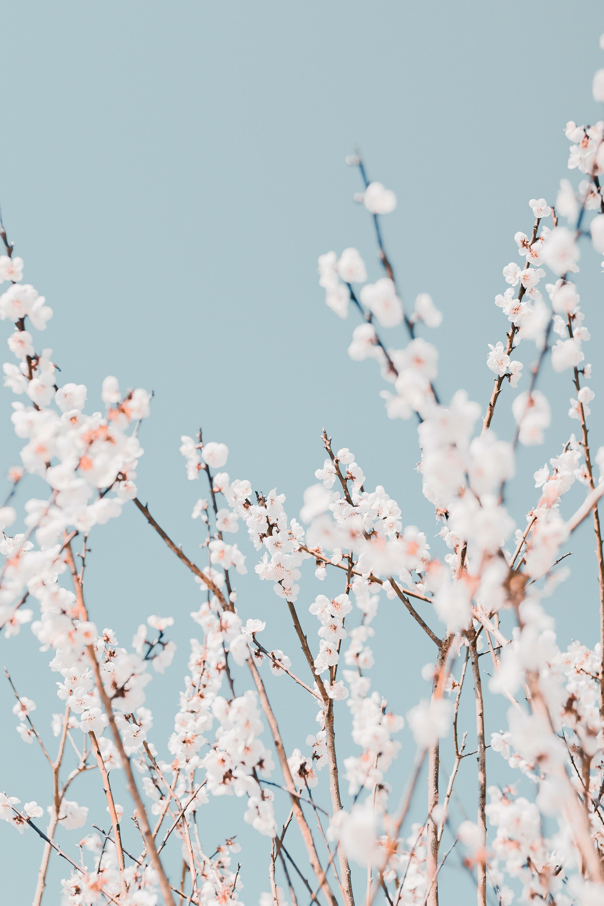 Weiße Blüten, Zweige, Graublauer Himmel, Minimalistisch, Blühender Baum, QHD+, Handy-Hintergrundbild