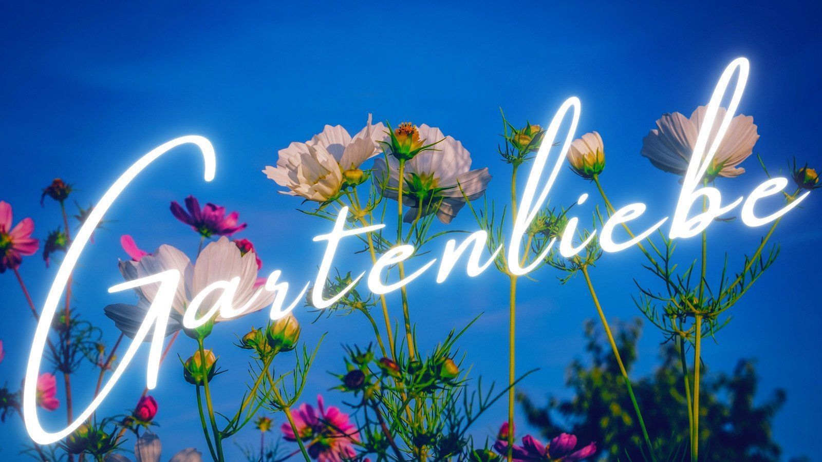 Gartenliebe, Neonschrift, Schmuckkörbchen, Blumen, Blauer Himmel, HD, Breitbild-Hintergrundbild