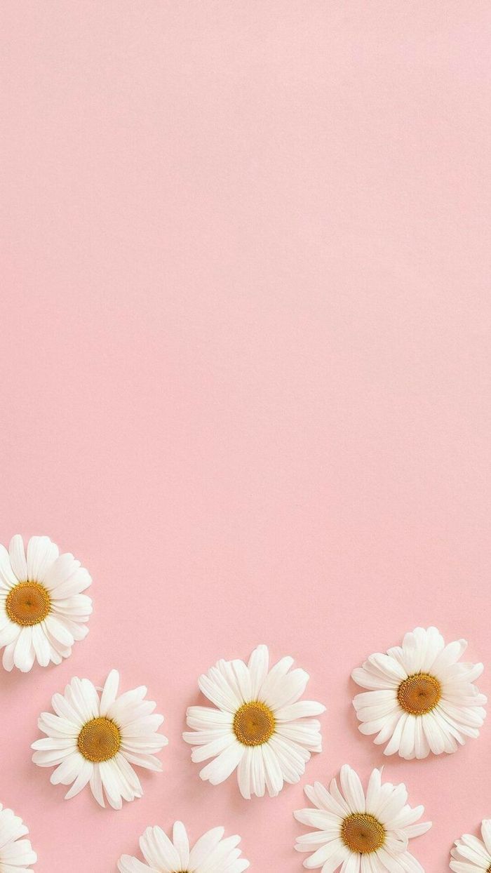 Gänseblümchen, Rosa Hintergrund, Minimalistisch, Pastellfarben, Sperrbildschirm fürs iPhone