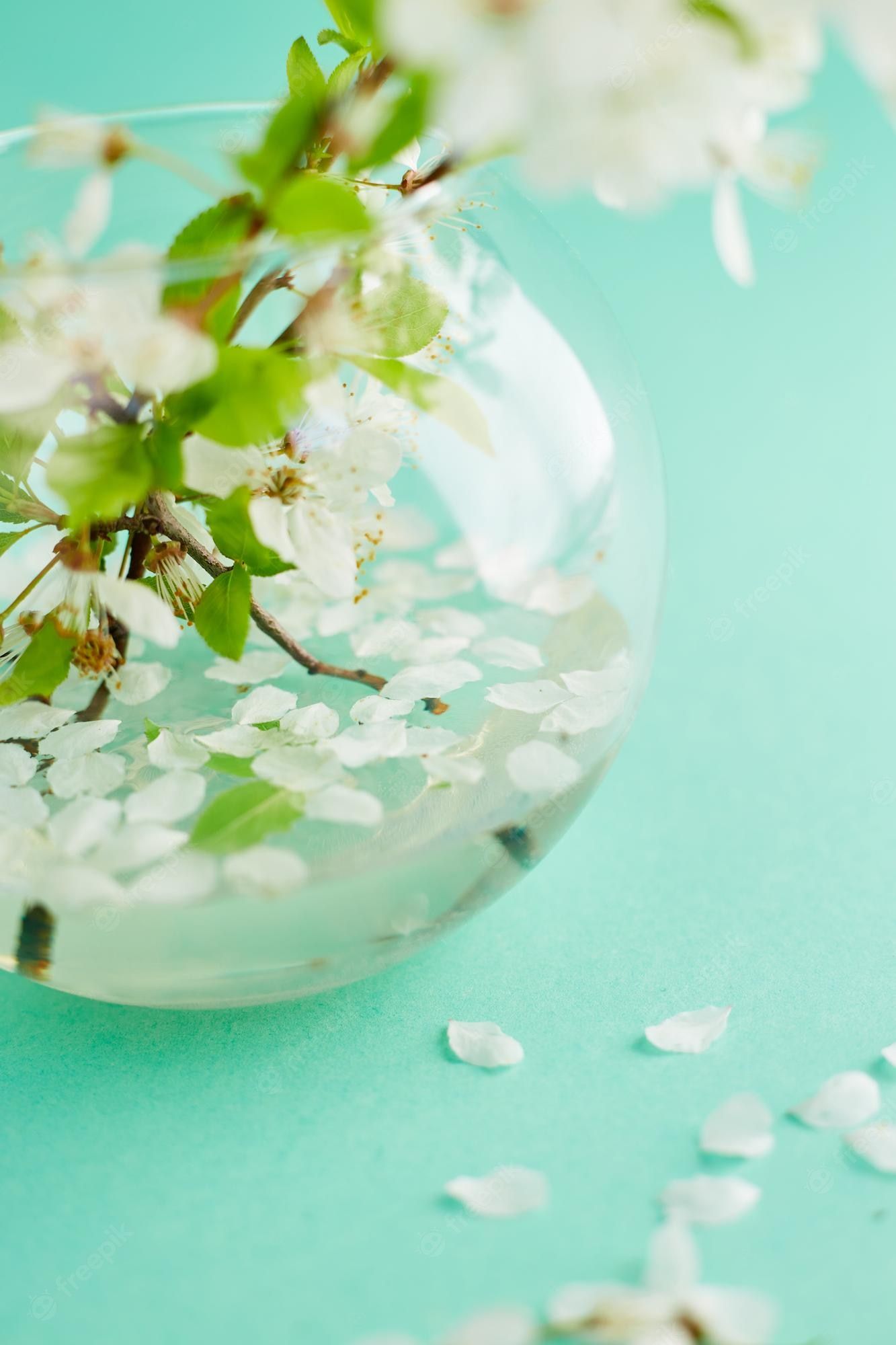 Blütenzweig, Glasvase, Mintgrüner Hintergrund, Weiße Blüten, Stillleben, Sperrbildschirm fürs iPhone