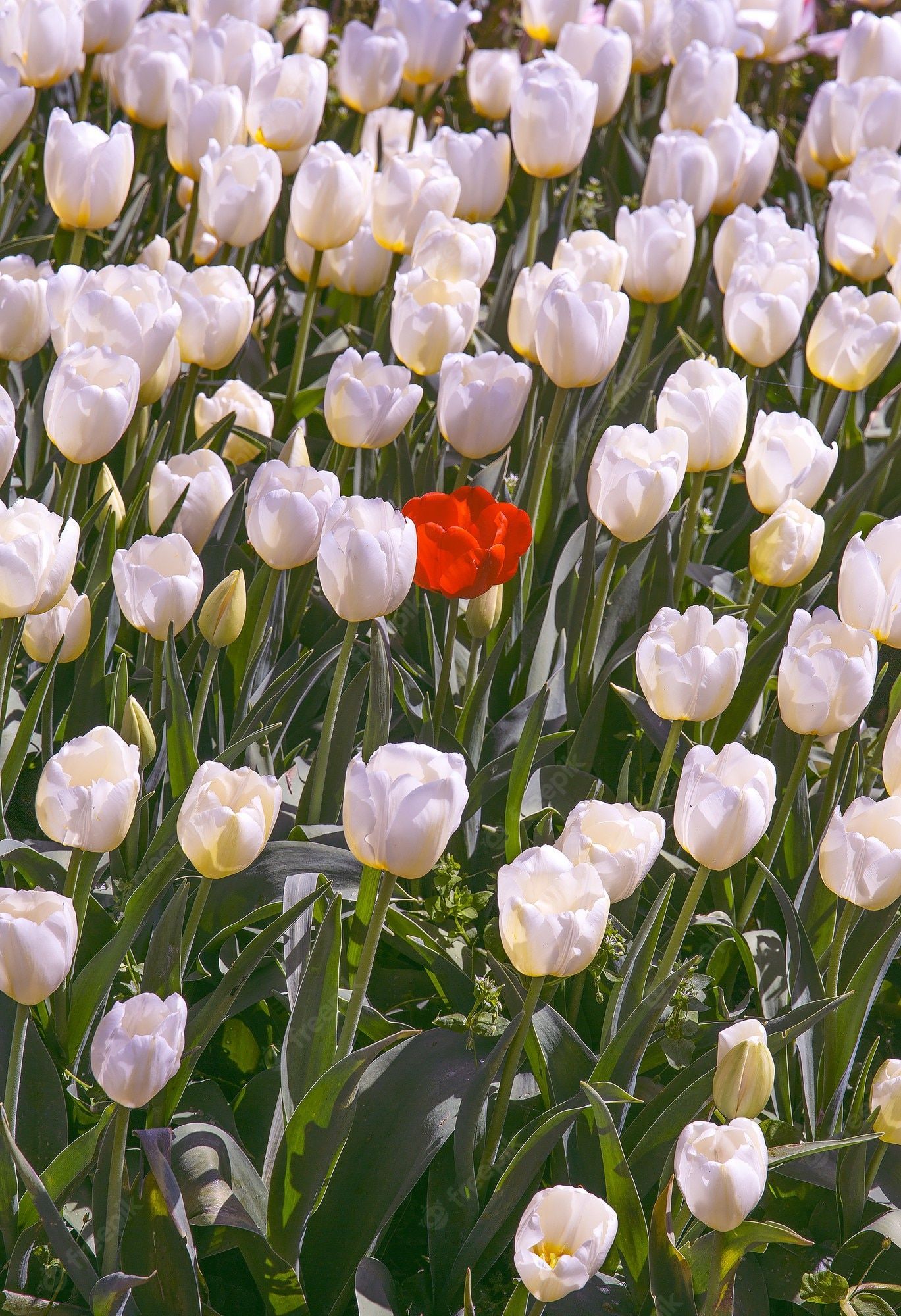 Tulpen, Tulpenfeld, Weiße Tulpen, Rote Tulpe, Blütenmeer, Full HD, iPad-Hintergrundbild