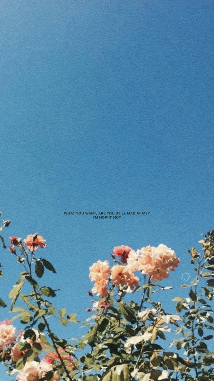 Blühender Strauch, Blauer Himmel, Minimalistisch, Rosa Blüten, Hintergrundbild fürs Handy