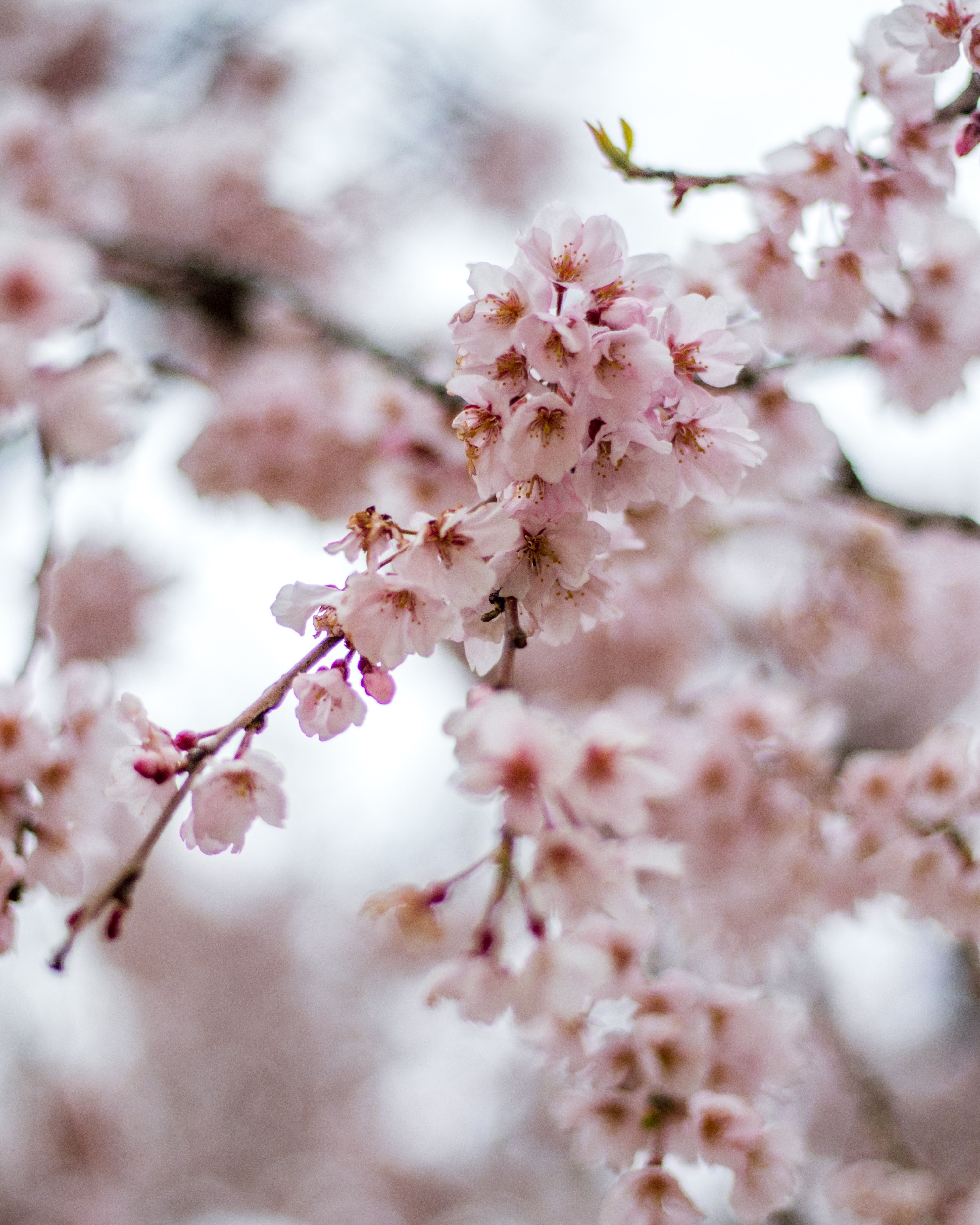 Kirschblüte, Rosa Blüten, Nahaufnahme, Unschärfe, Zarte Farben, QHD+, Tablet-Hintergrund