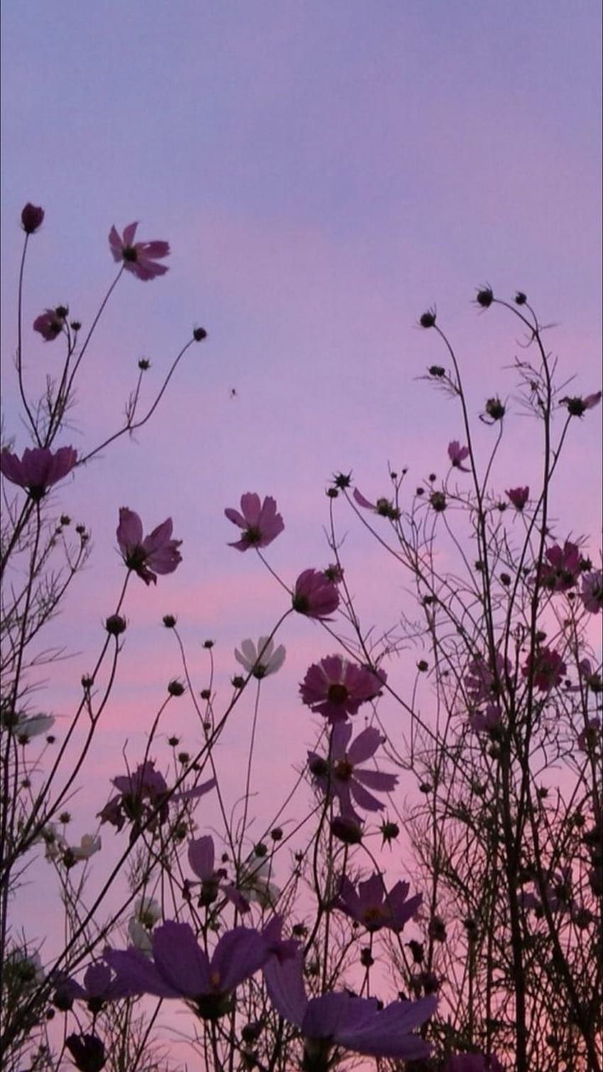 Schmuckkörbchen, Silhouette, Lila Himmel, Dämmerung, Blumen, Android-Hintergrundbild