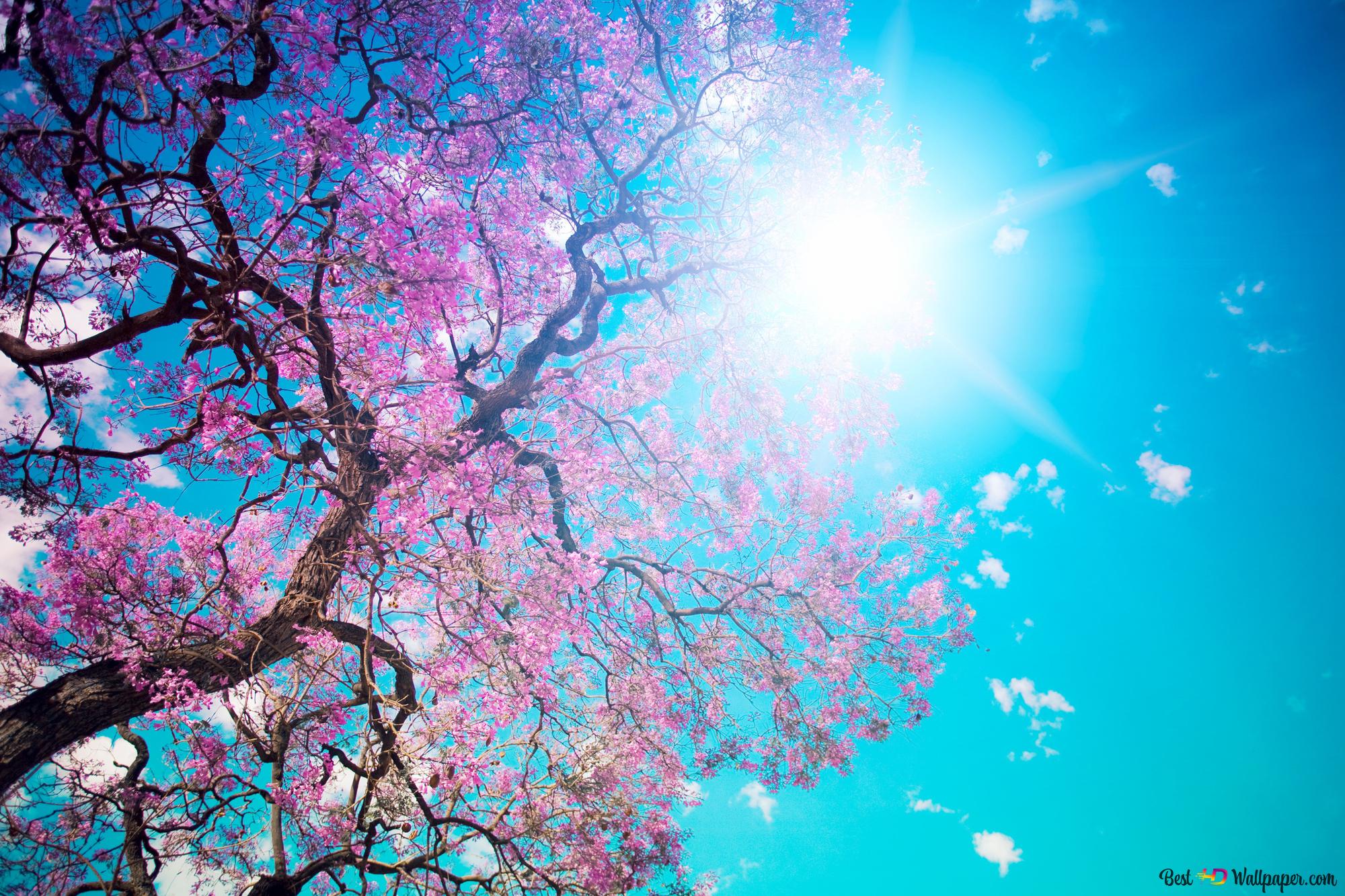 Blühender Baum, Rosa Blüten, Sonne, Türkiser Himmel, Froschperspektive, Gegenlicht, Full-HD-Hintergrundbild