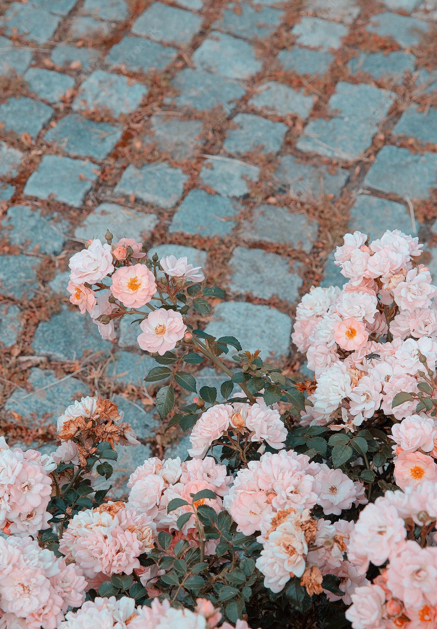 Rosen, Kopfsteinpflaster, Blumen, Pastellfarben, Full HD, iPad-Hintergrundbild