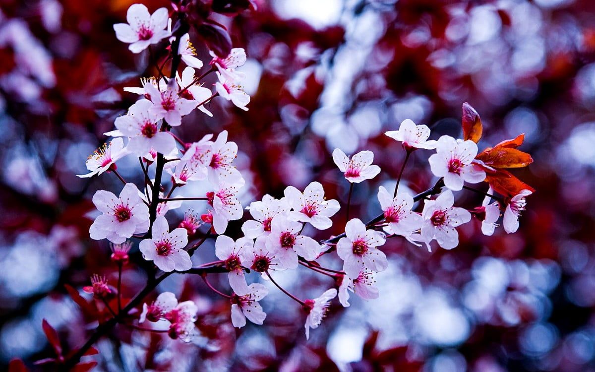 Blutpflaume, Weiße Blüten, Zweig, Bokeh, Nahaufnahme, Hintergrund