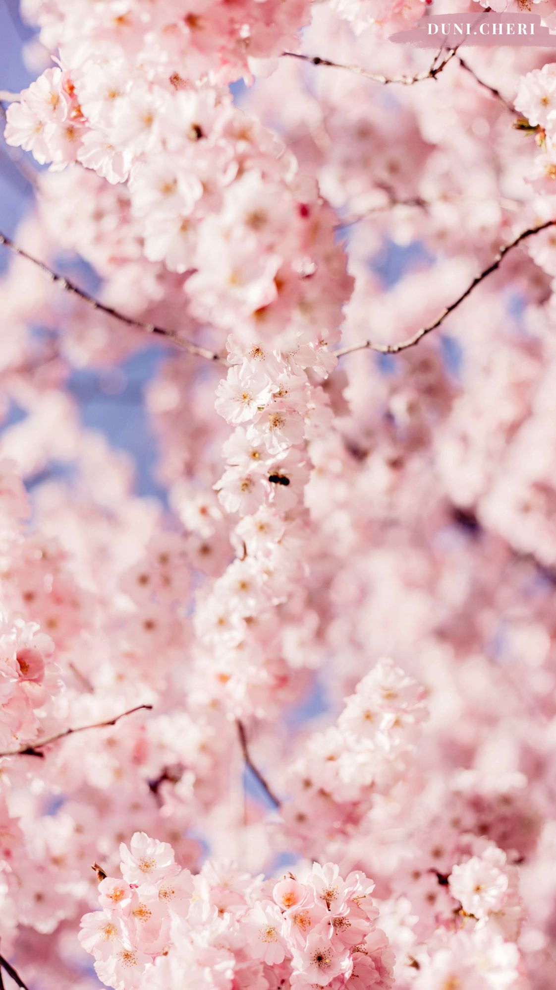 Kirschblüte, Rosa Blüten, Blütenzweige, Pastellfarben, Hochformat, Hintergrundbild fürs Smartphone