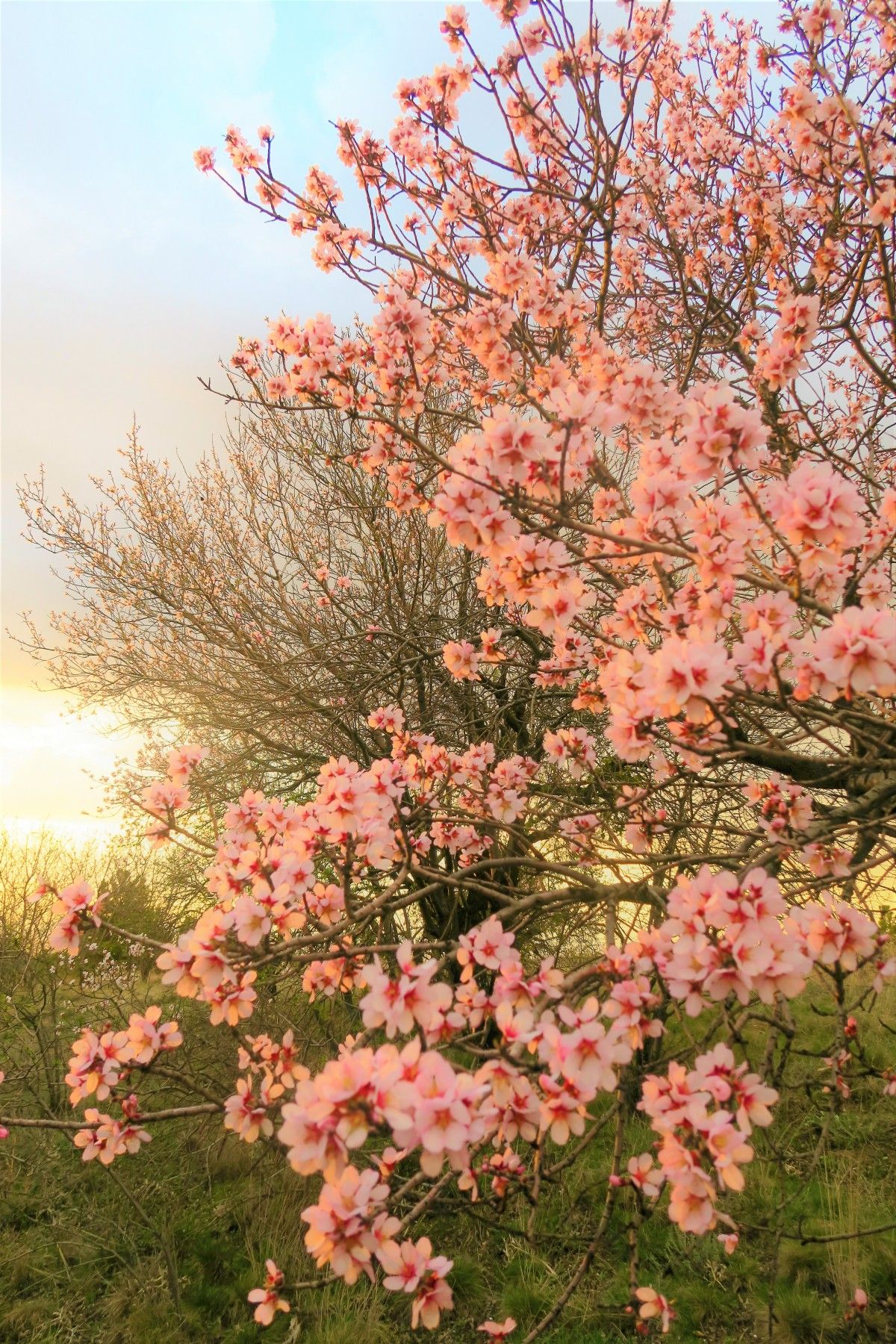 Blühender Baum, Rosa Blüten, Sonnenuntergang, Wiese, Warmes Licht, Full HD, Handy-Hintergrundbild