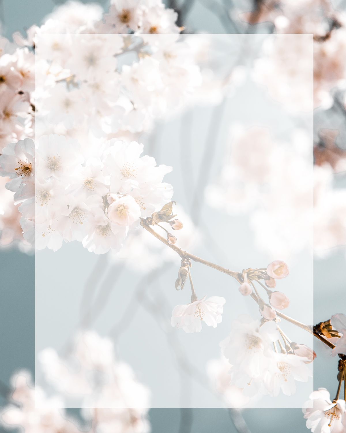 Kirschblüte, Weiße Blüten, Rahmen, Zarte Farben, Zweige, Hintergrundbild fürs Tablet