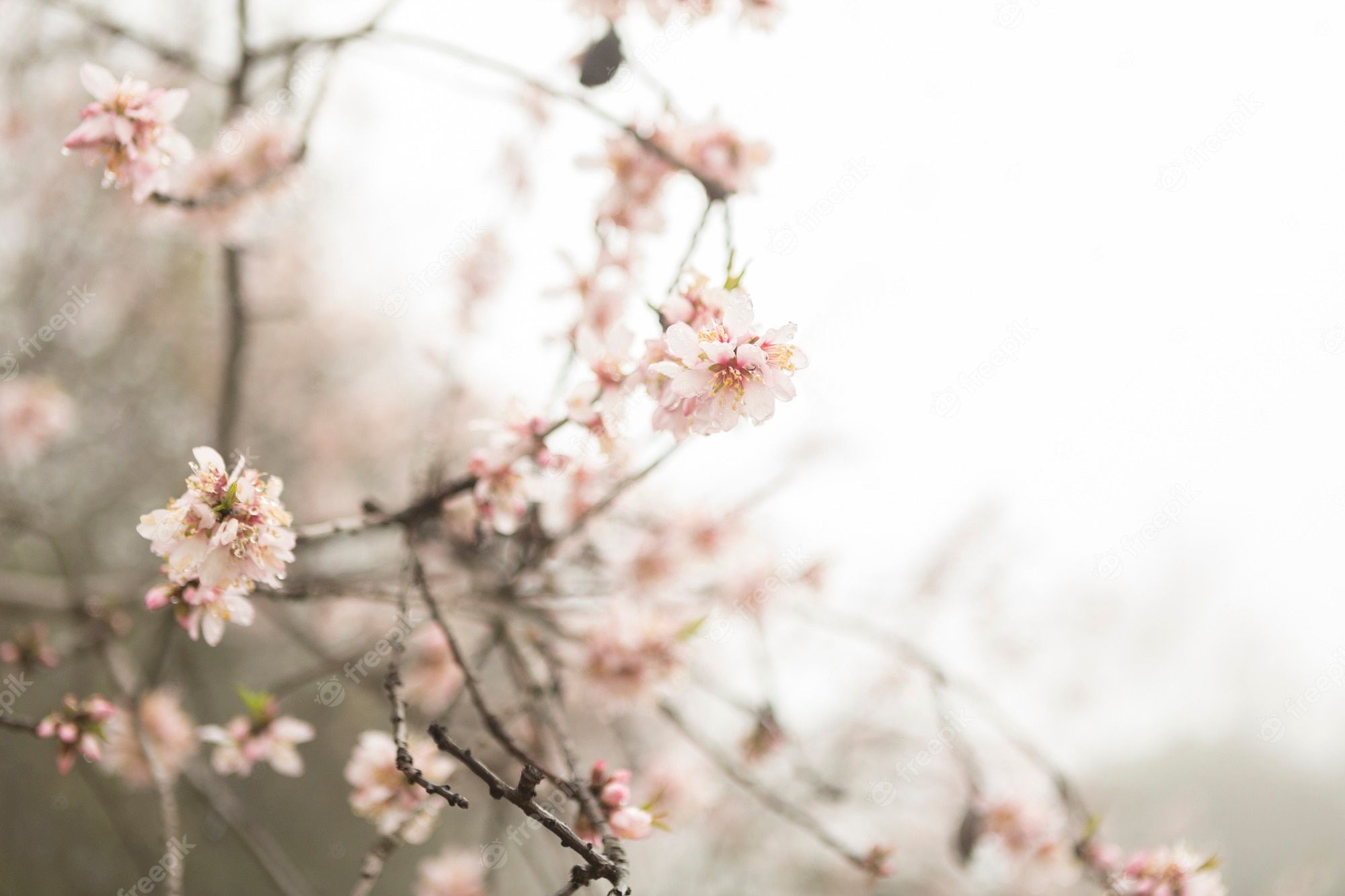 Kirschblüte, Zweige, Weiches Licht, Verträumt, Hell, Full HD, Desktop-Hintergrund für Windows