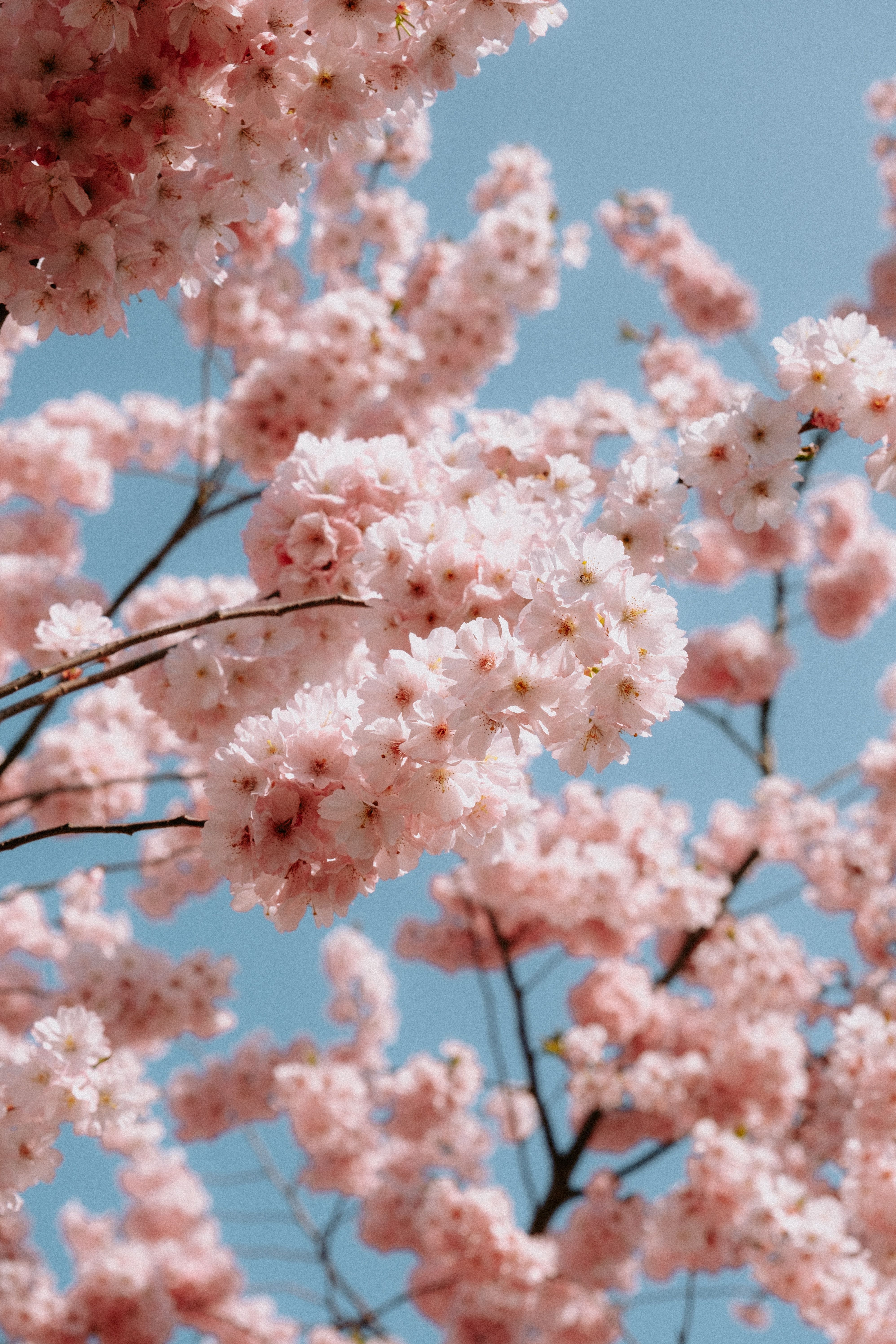 Kirschblüte, Blauer Himmel, Rosa Blüten, Blühender Baum, QHD+, iPhone-Hintergrundbild