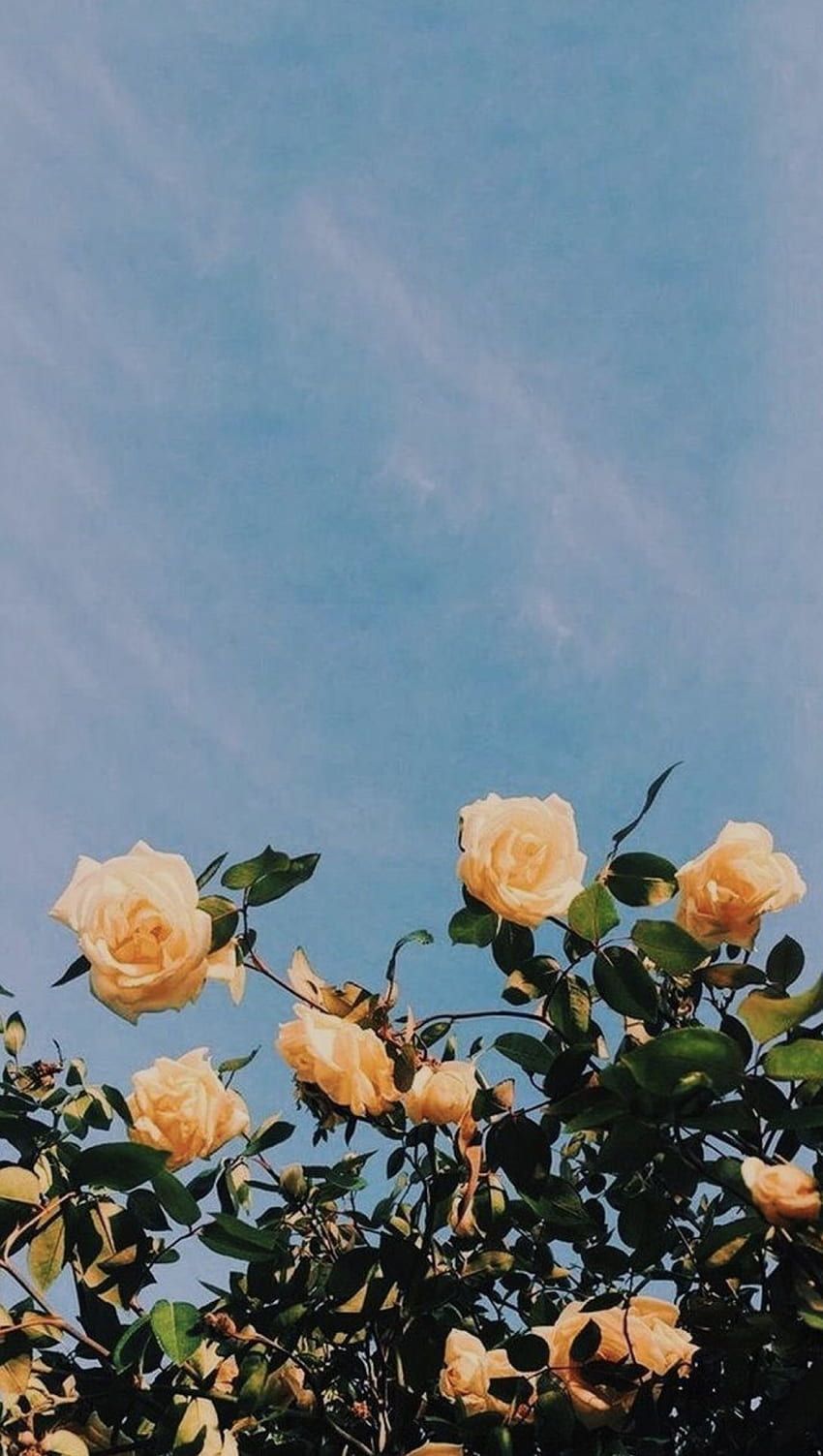 Gelbe Rosen, Rosenstrauch, Blauer Himmel, Minimalistisch, Android-Hintergrundbild