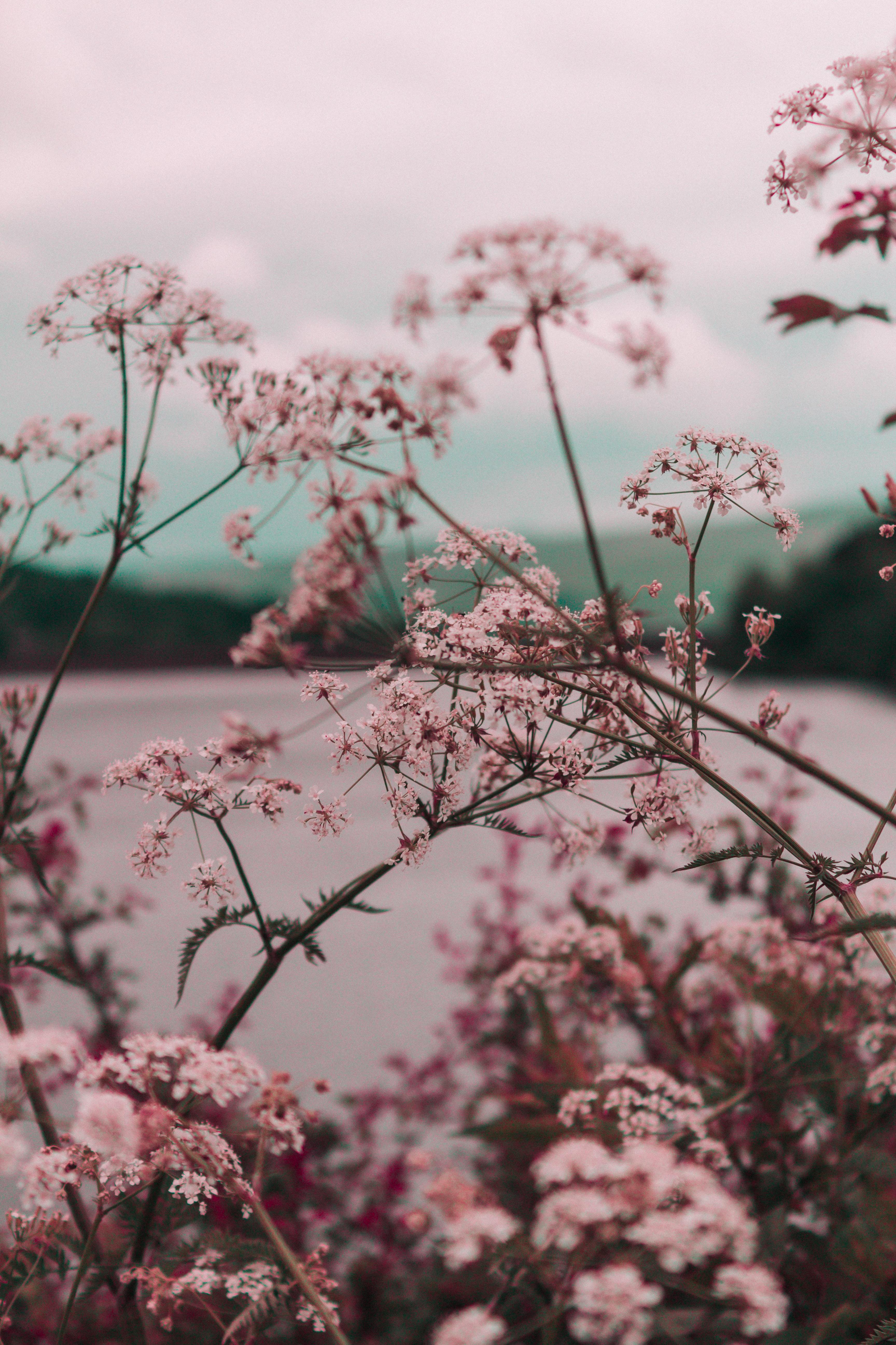 Blühender Strauch, See, Rosa Blüten, Landschaft, Gedämpfte Farben, Hintergrundbild fürs Handy