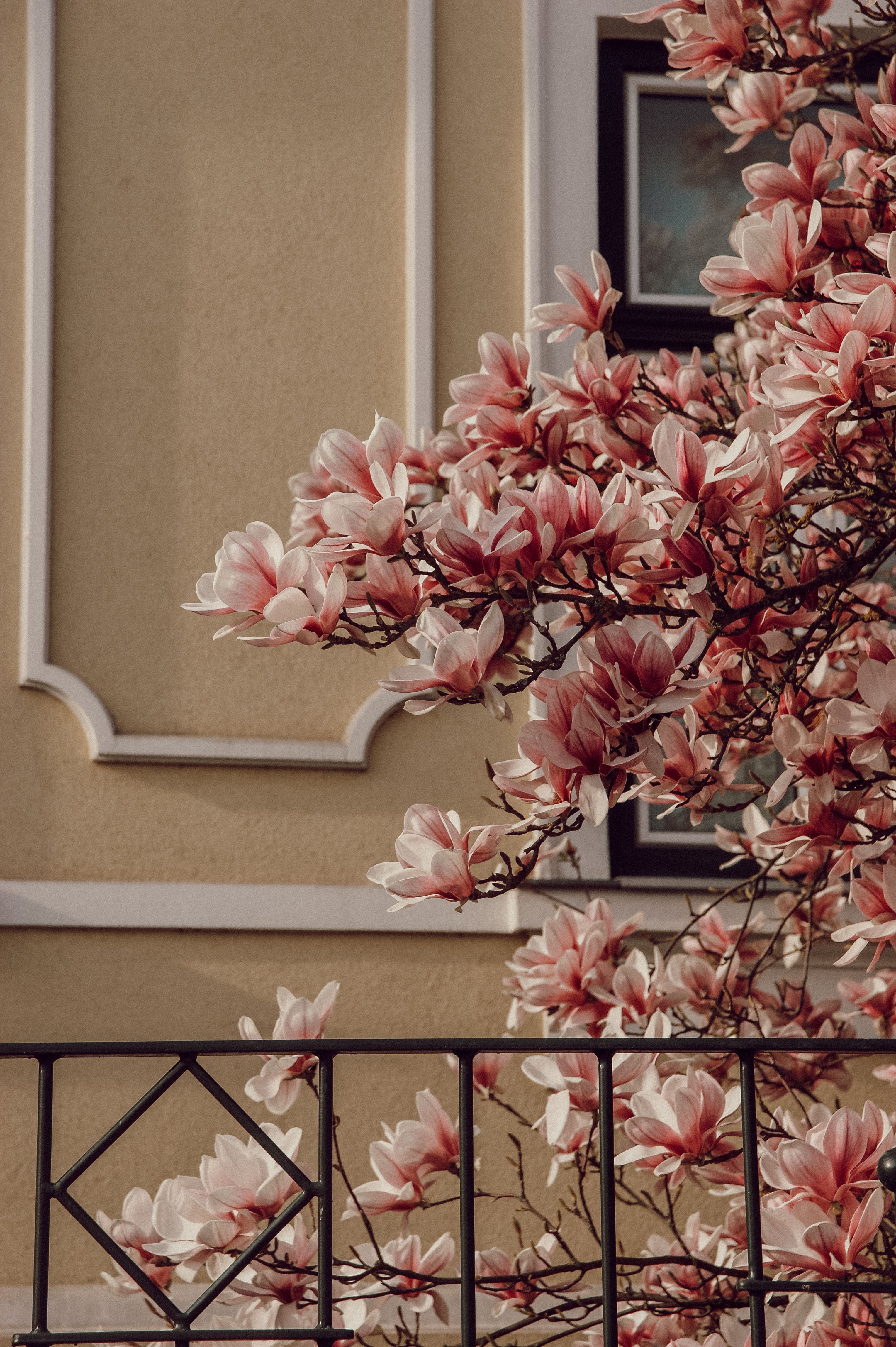 Magnolie, Hausfassade, Balkon, Rosa Blüten, Stadt, QHD+, Handy-Hintergrund im Hochformat