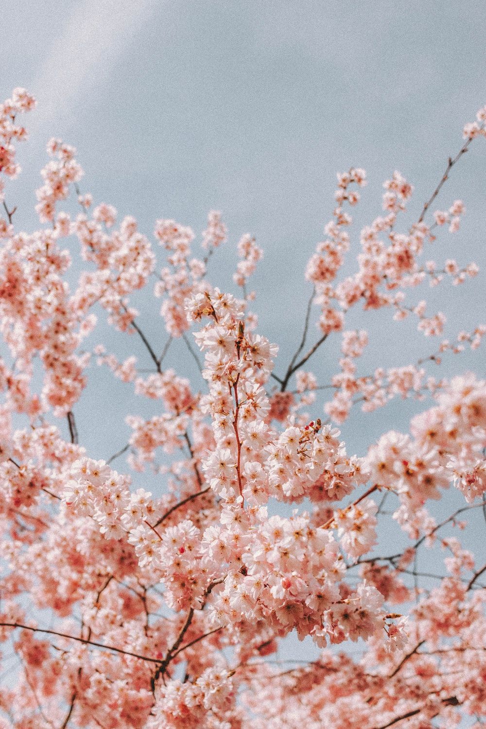 Kirschblüte, Rosa Blüten, Grauer Himmel, Zweige, HD, Hintergrundbild fürs Handy
