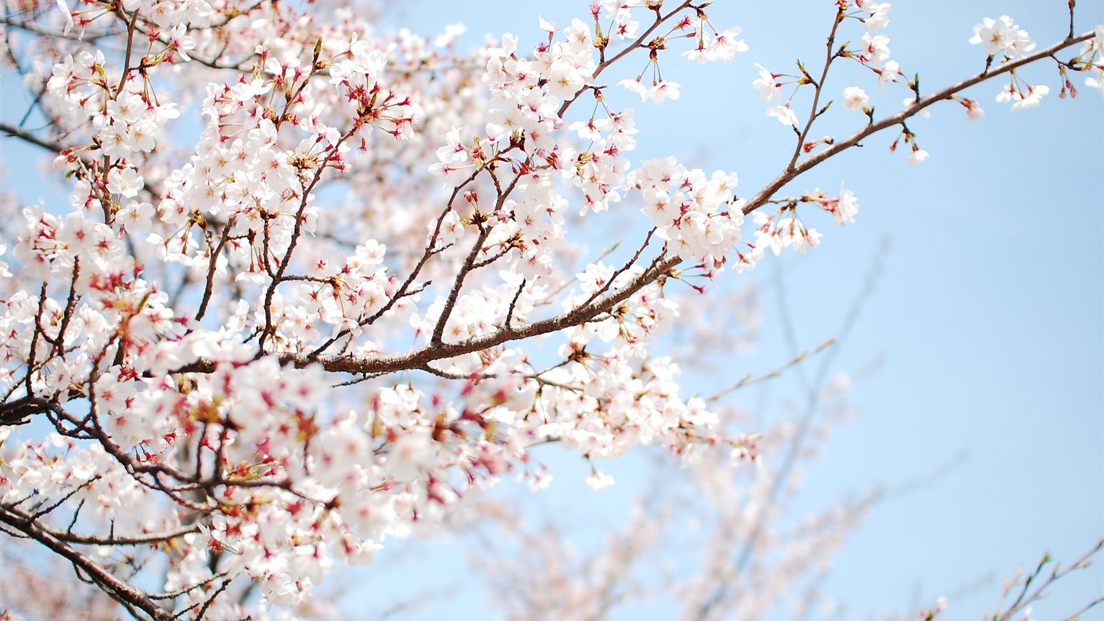 Kirschblüte, Blauer Himmel, Weiße Blüten, Äste, 16:9, HD-Hintergrundbild für den Desktop