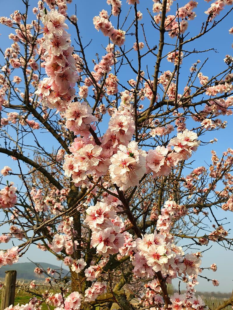 Mandelblüte, Blühender Baum, Blauer Himmel, Rosa Blüten, HD, iPad-Hintergrundbild
