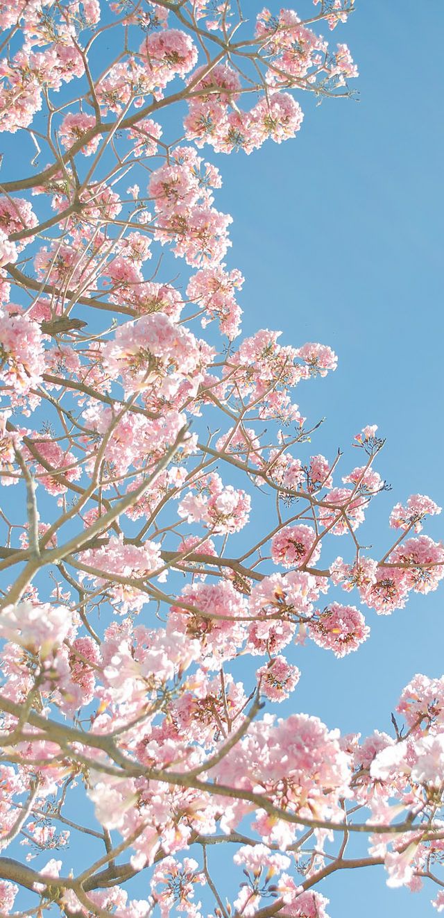 Kirschblüte, Blauer Himmel, Rosa Blüten, Zweige, Hochformat, Hintergrundbild fürs Smartphone