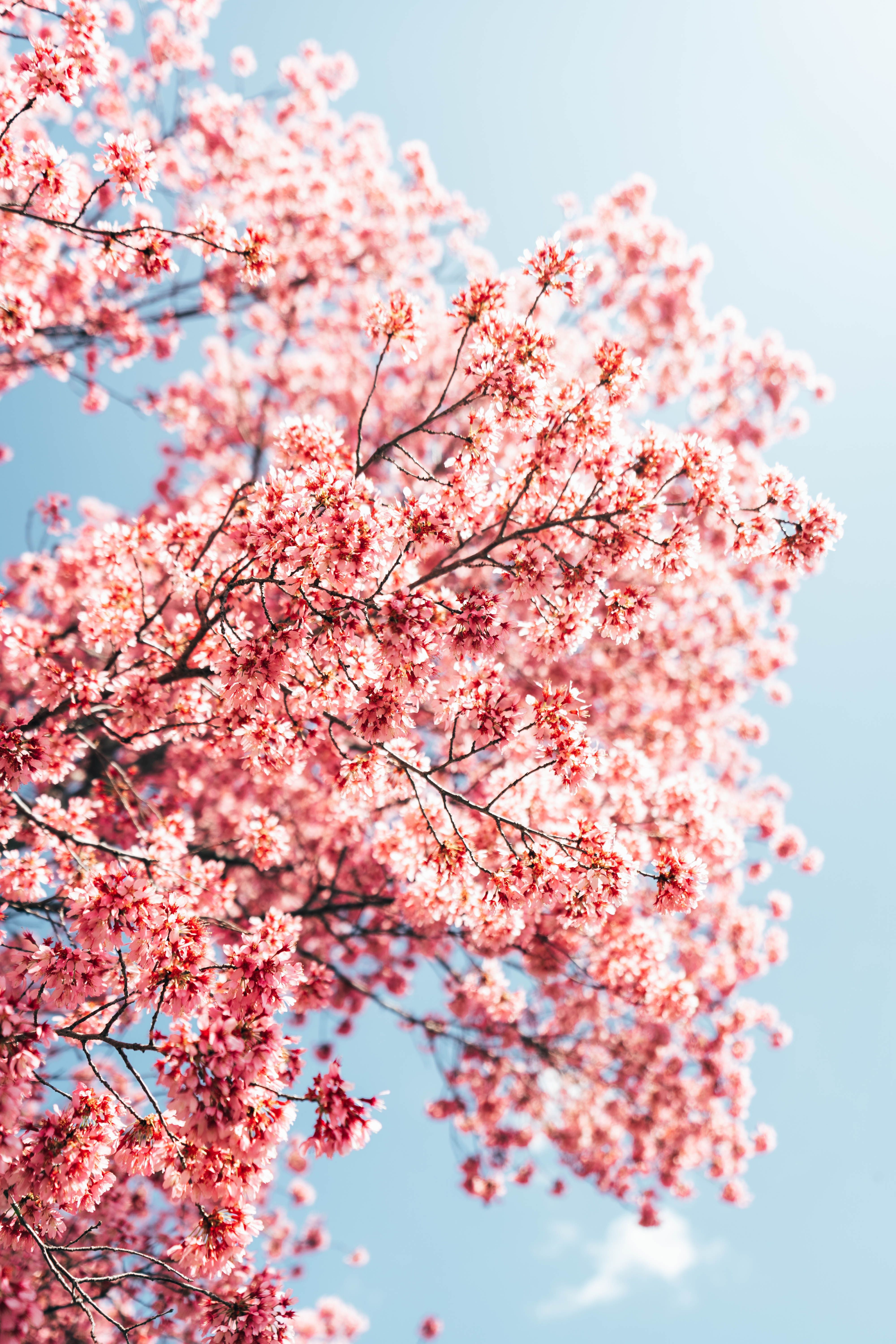 Kirschbaum, Rosa Blüten, Hellblauer Himmel, Blühender Baum, QHD+, iPhone-Hintergrundbild