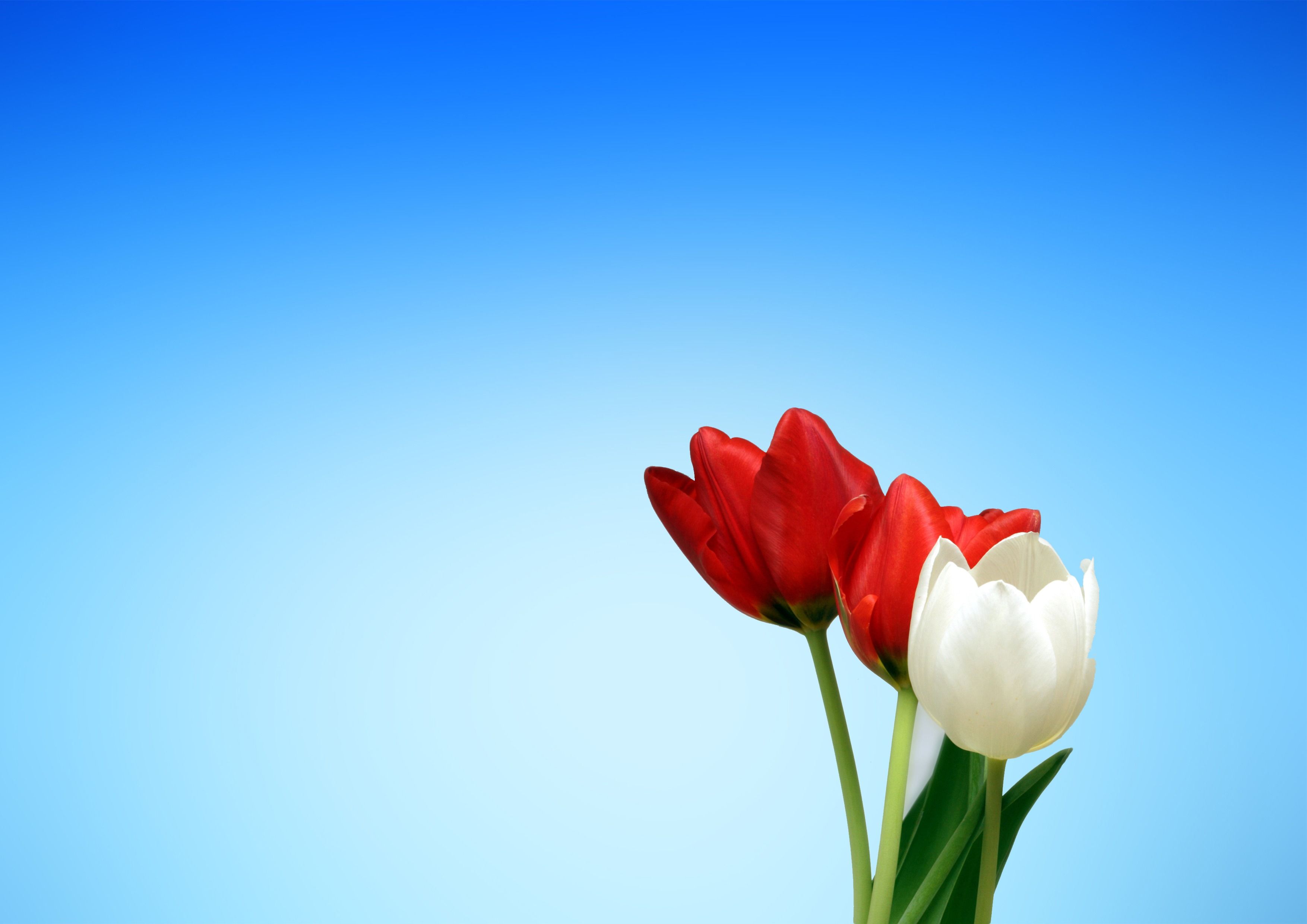 Tulpen, Rote Tulpen, Weiße Tulpe, Blauer Himmel, Minimalistisch, 2K, Windows-Hintergrundbild