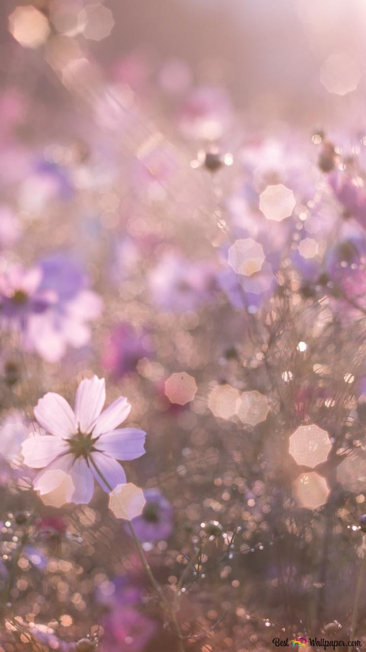 Lila Blüten, Bokeh, Unschärfe, Verträumt, Zarte Farben, HD, Sperrbildschirm fürs iPhone