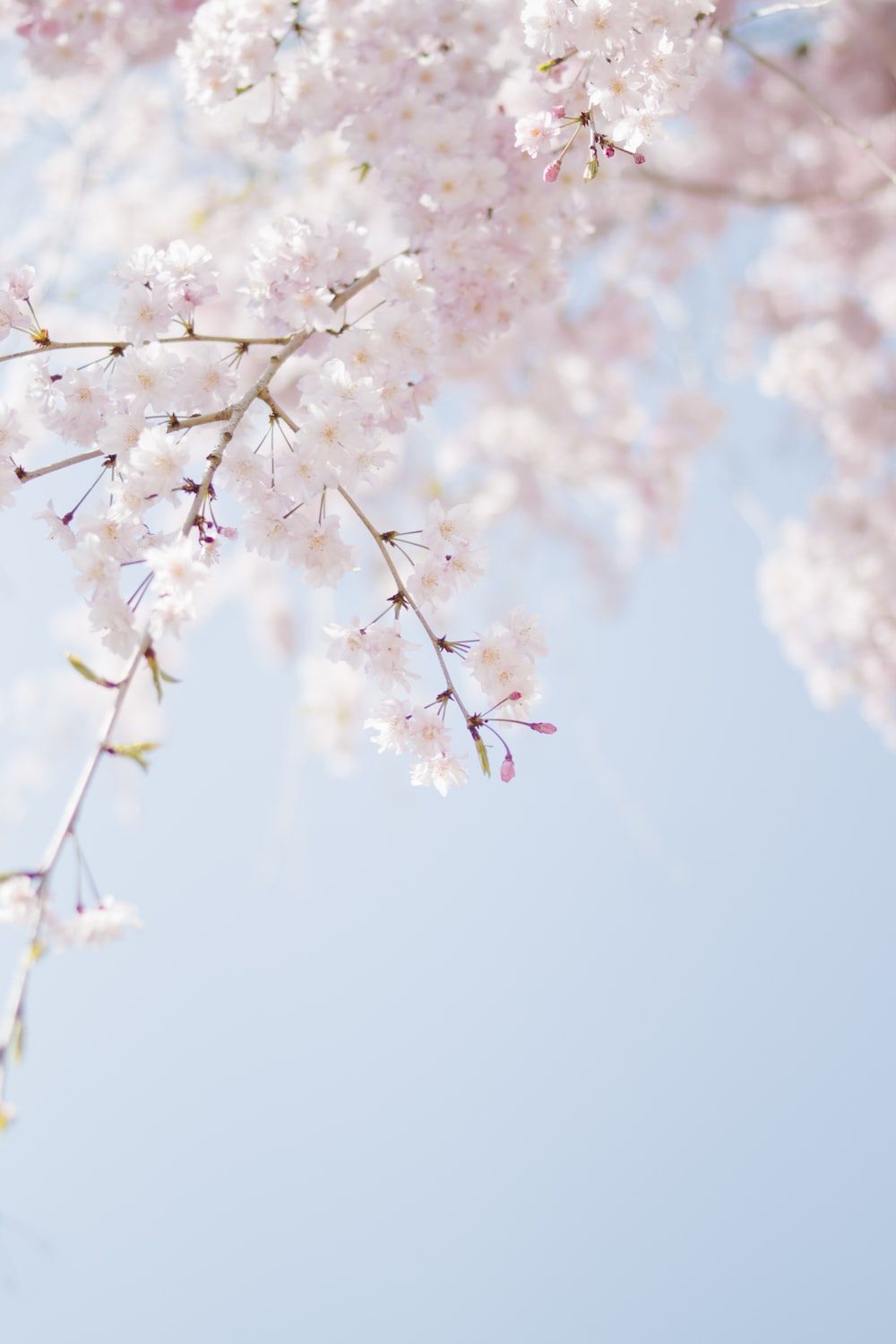 Kirschblüte, Zweig, Hellblauer Himmel, Minimalistisch, Hintergrundbild für iPhone und Android