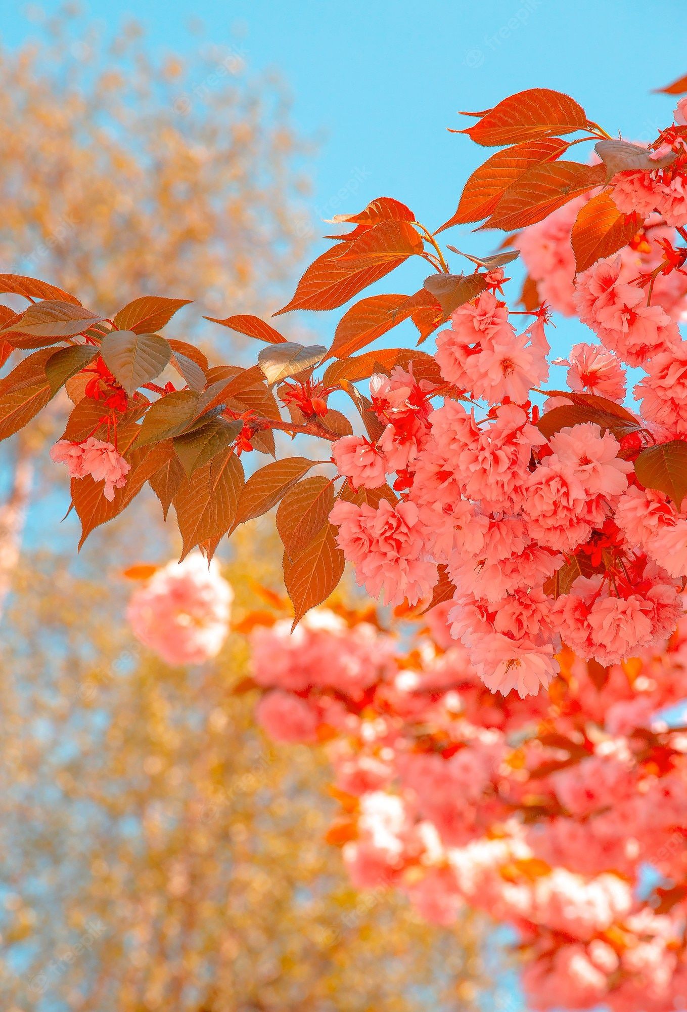 Rote Blätter, Blühender Baum, Blauer Himmel, Kräftige Farben, Full HD, Tablet-Hintergrund