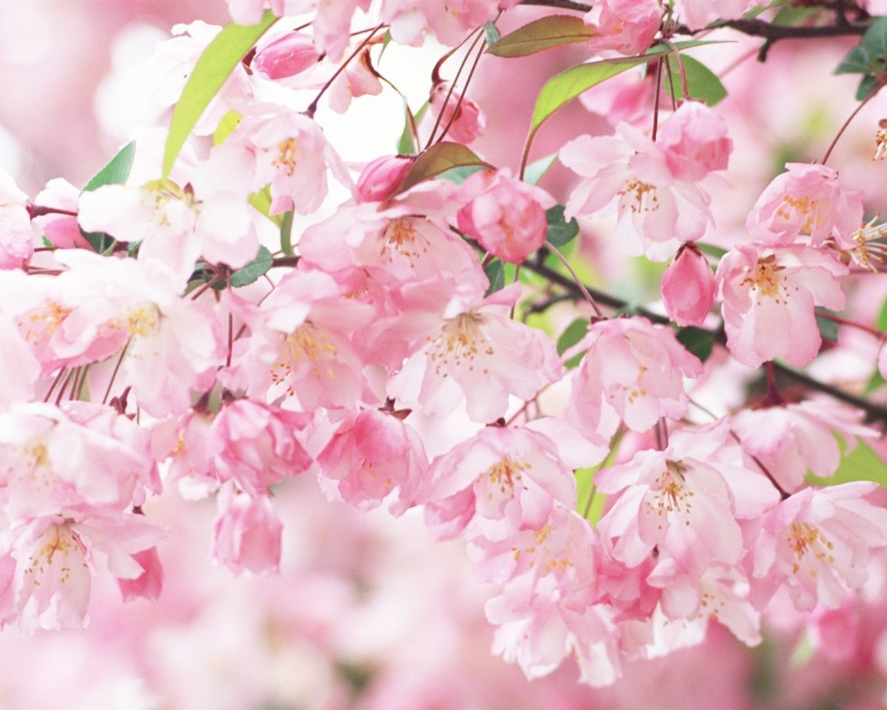 Kirschblüte, Rosa Blüten, Nahaufnahme, Zweig, Pink, HD, Hintergrundbild für den PC