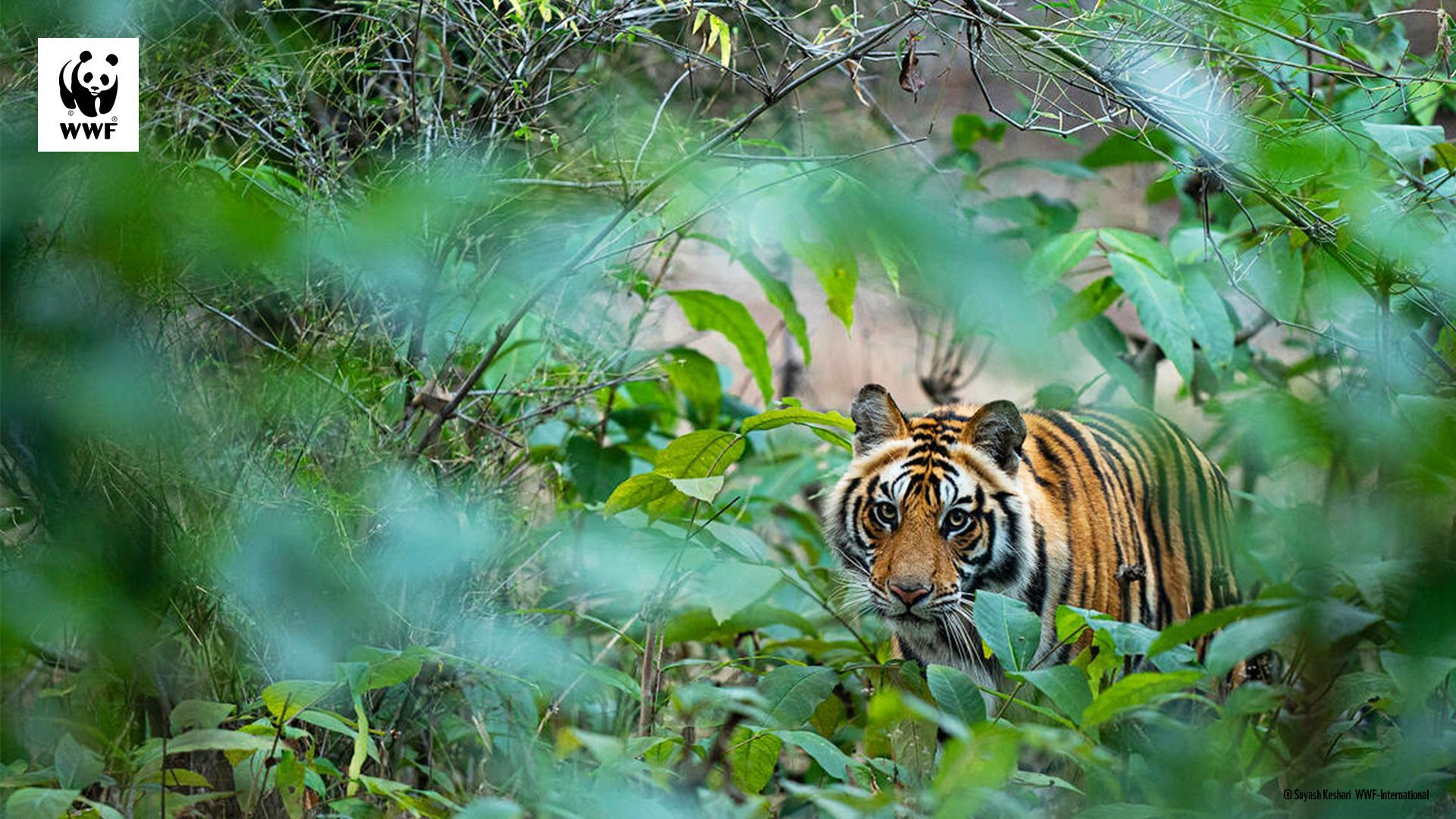 Tiger, Dschungel, Grüne Pflanzen, Wildtier, WWF, Full HD 1080p, Desktop-Hintergrundbild