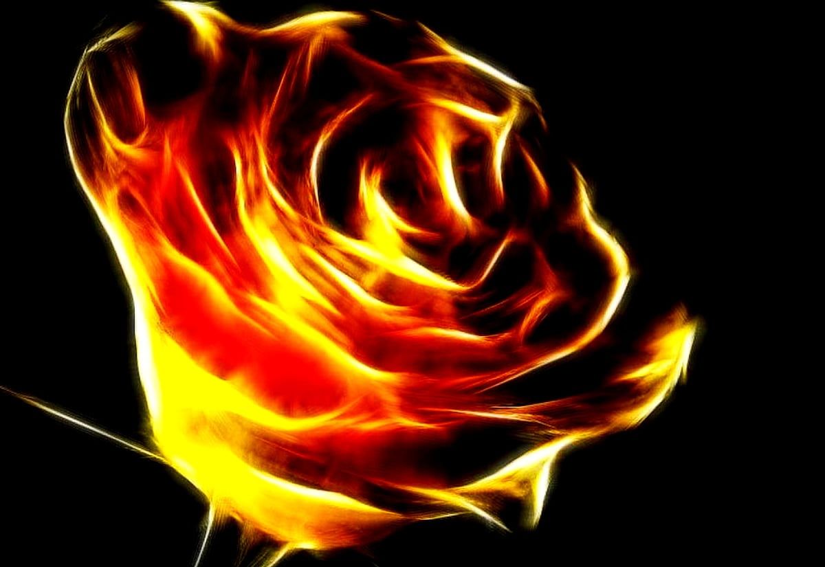 Feuerrose, Flammen, Rose, Schwarzer Hintergrund, Digitale Kunst, Wallpaper